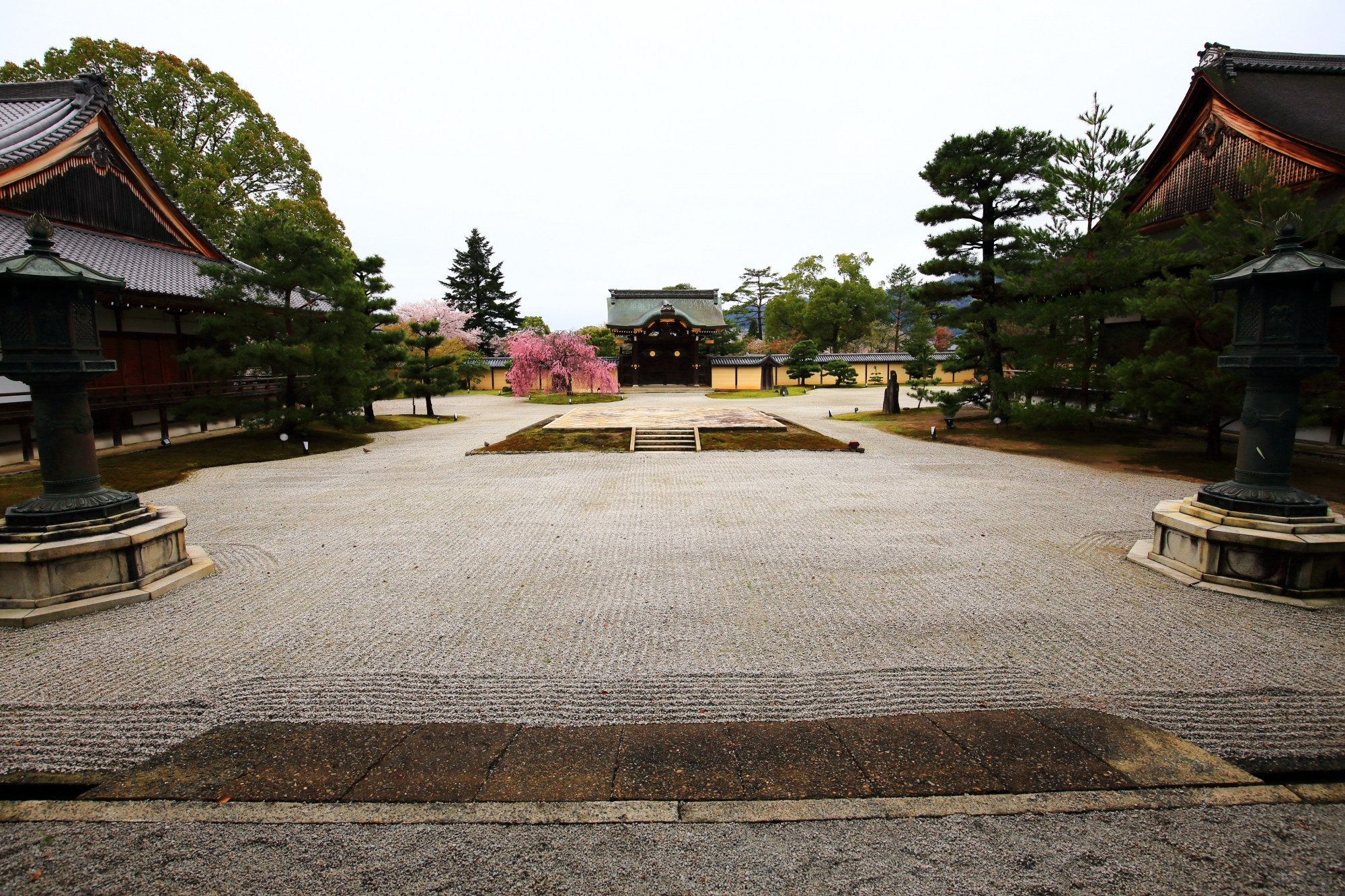 大覚寺の勅使門前の紅しだれ桜