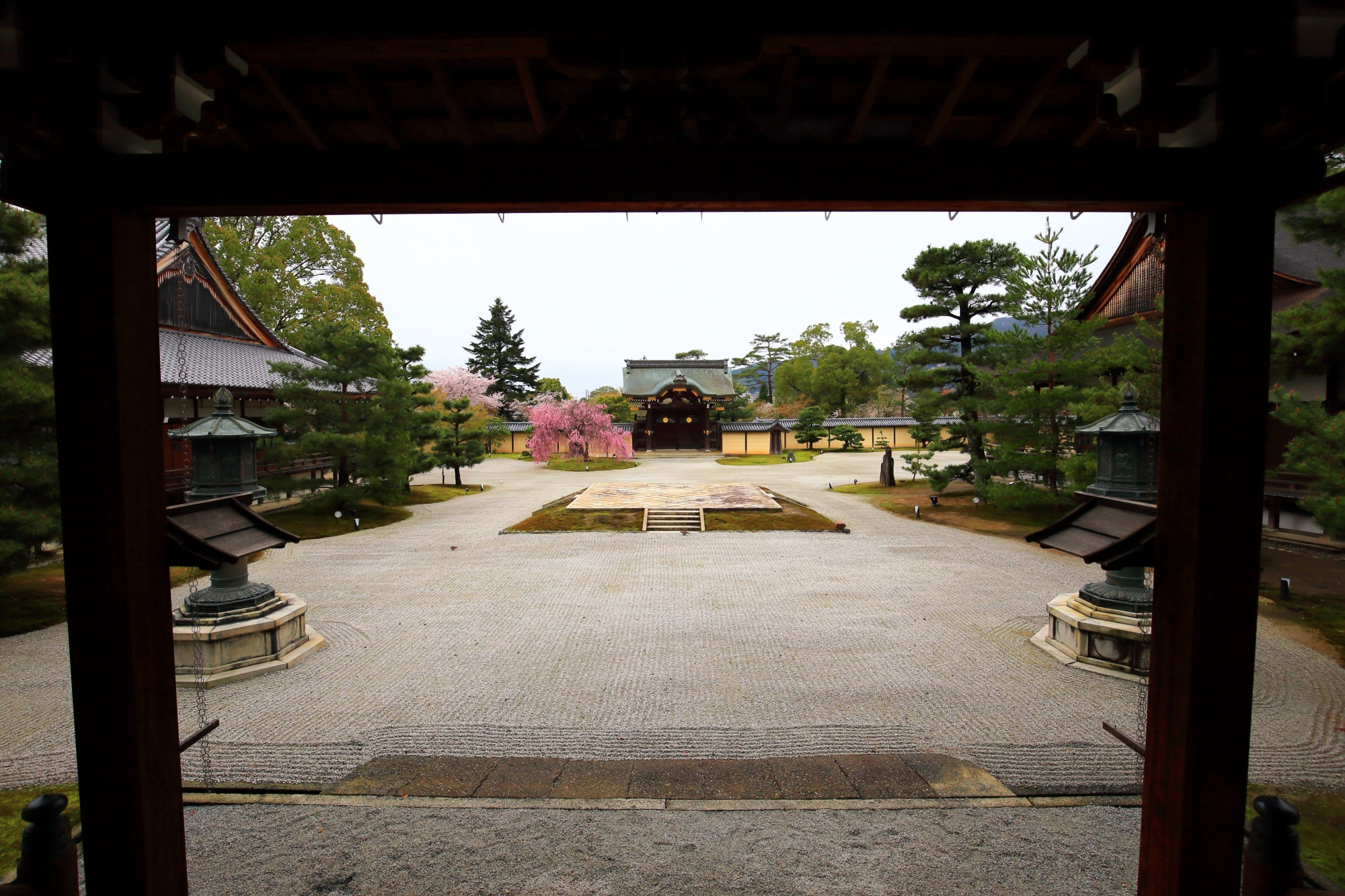 大覚寺の御影堂から眺めたしだれ桜と勅使門