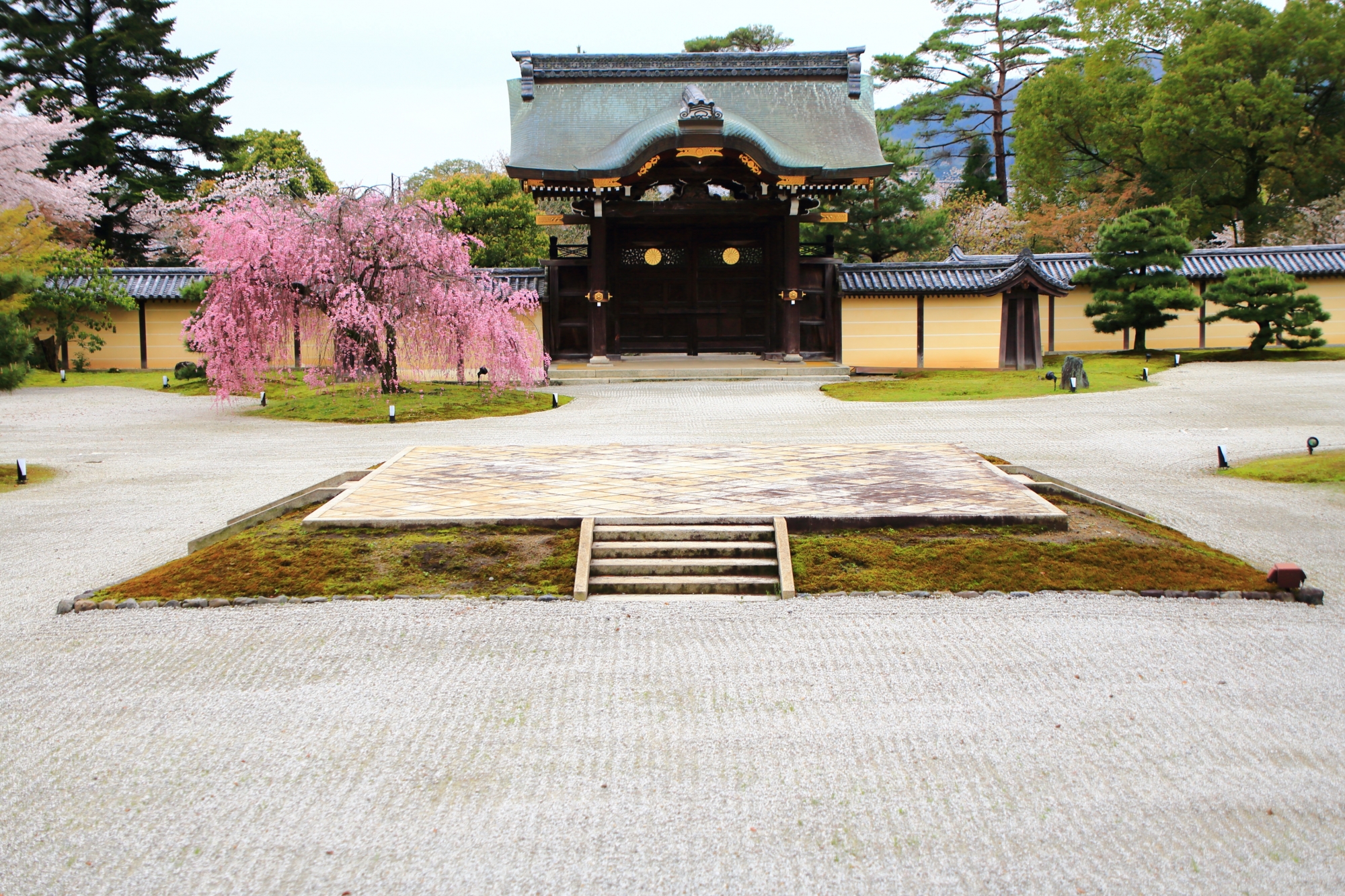 大覚寺と大沢池の素晴らしい雨の桜と春の情景