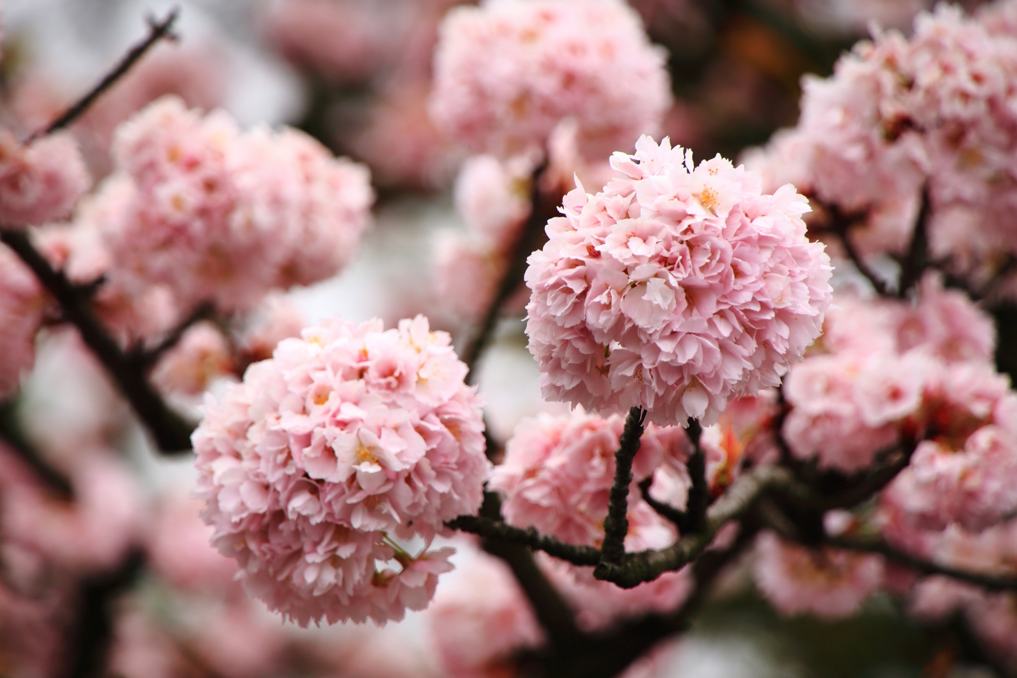 花びらがいっぱい詰まった丸い形の桜