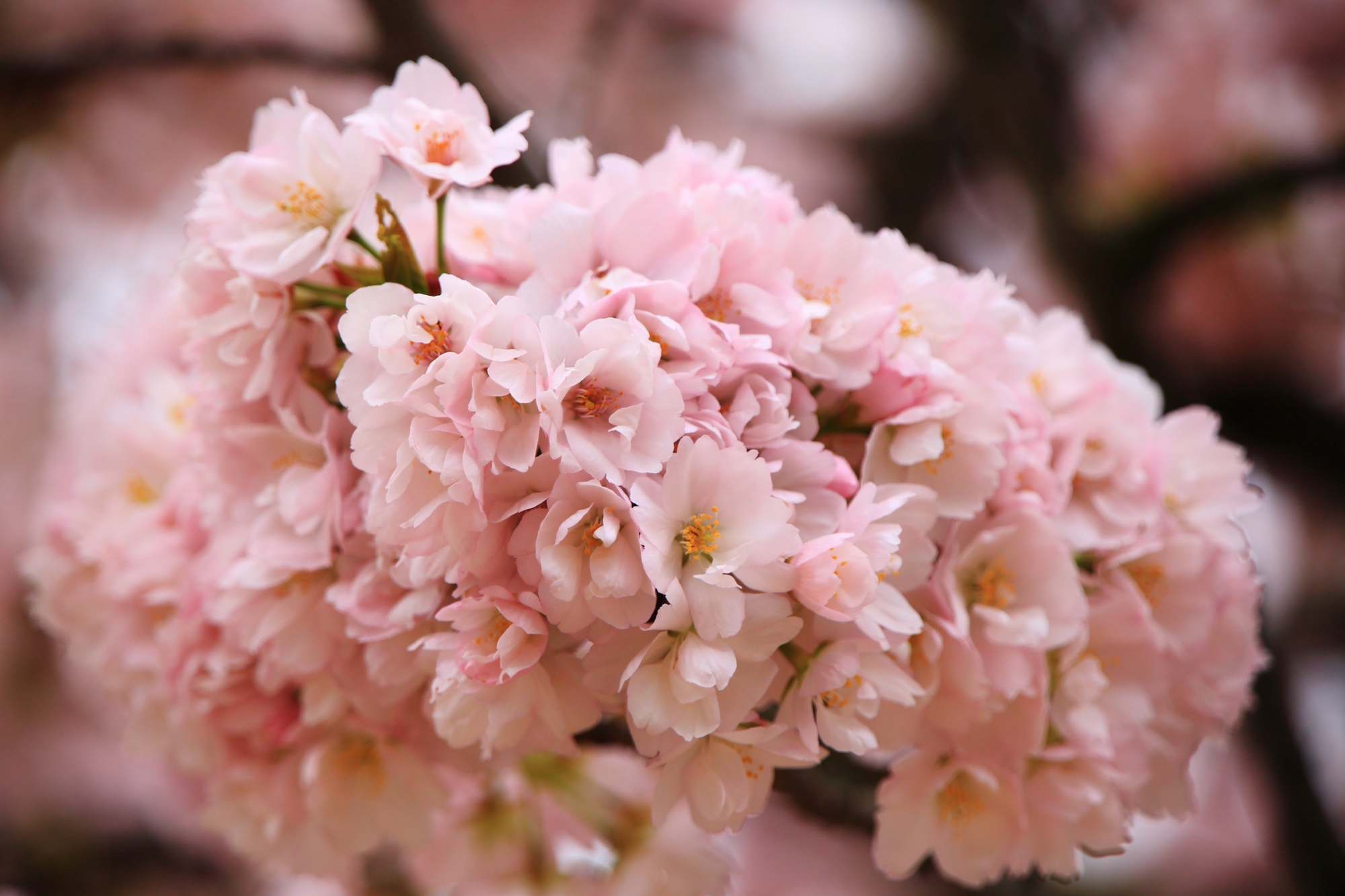 淡くほのかに庭園を彩る桜