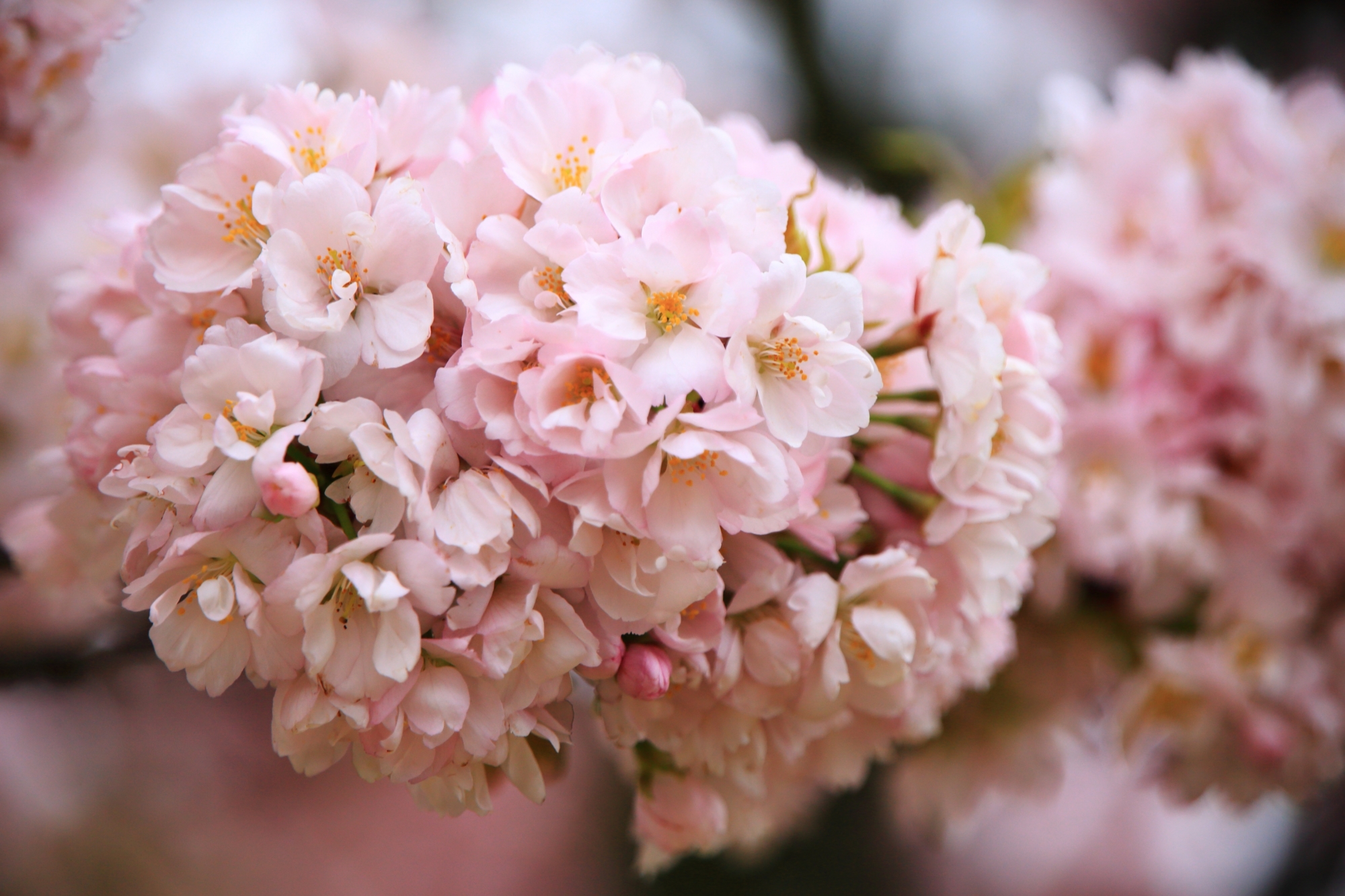 二条城のたくさんの花が詰まった八重桜