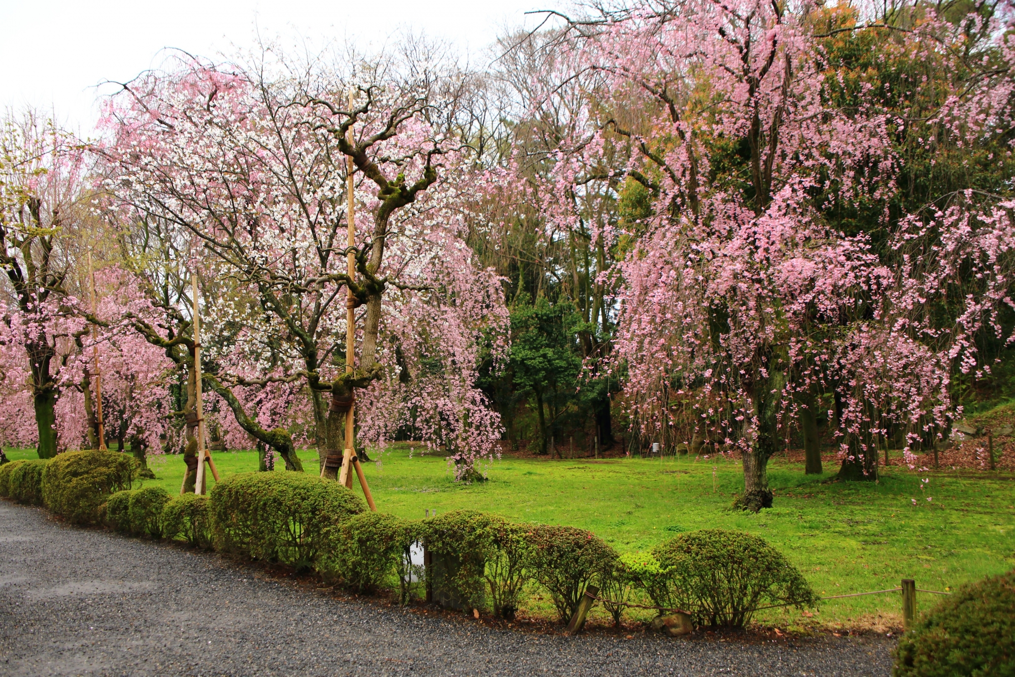 二条城の本丸庭園西側のしだれ桜