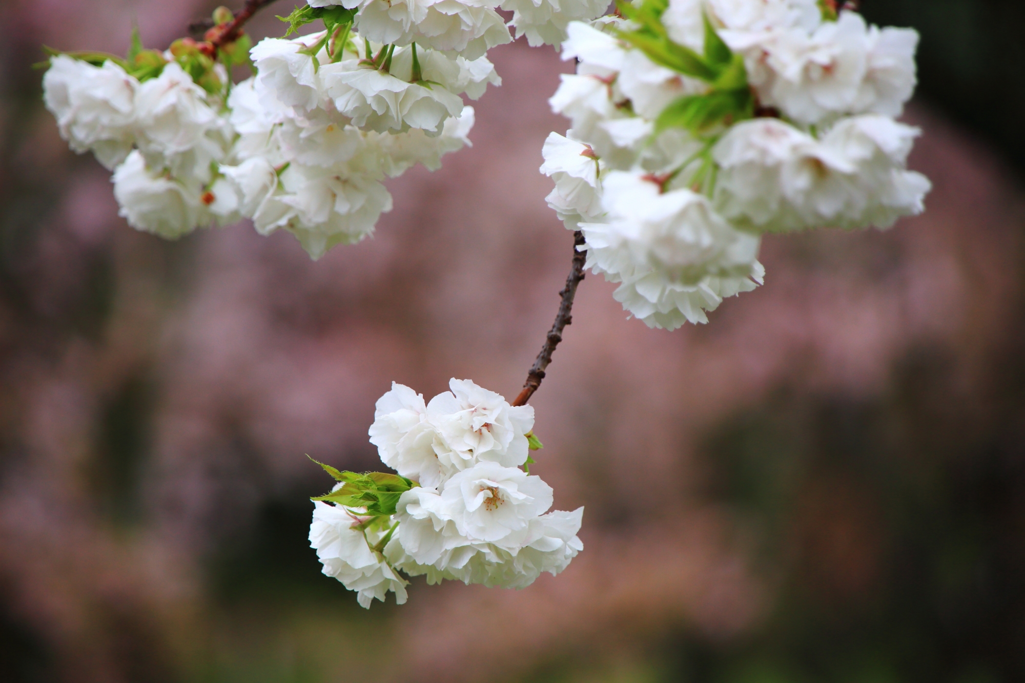 枝先に満開の花をつけて揺らぐ里桜