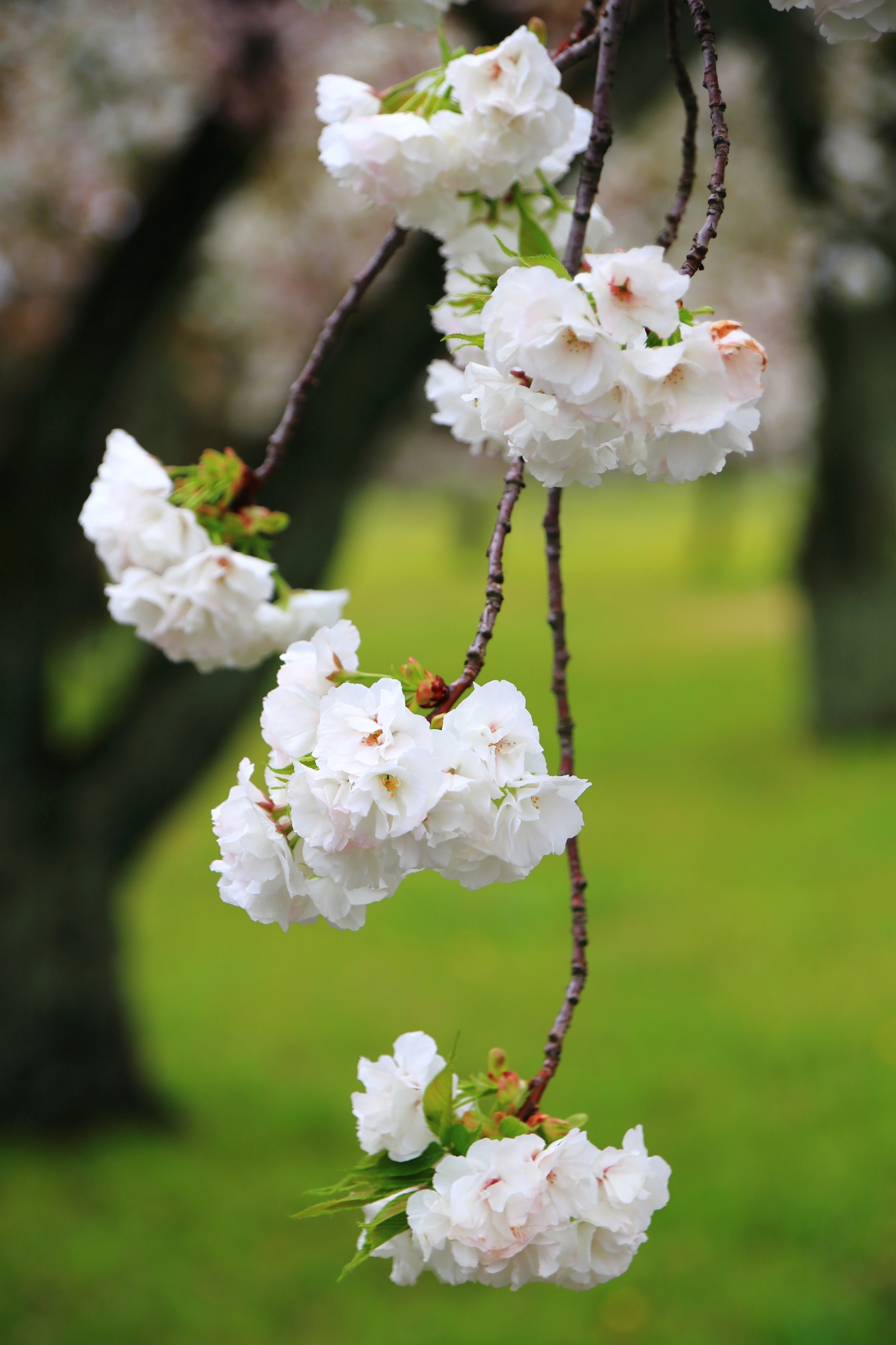 美しく枝垂れる八重桜