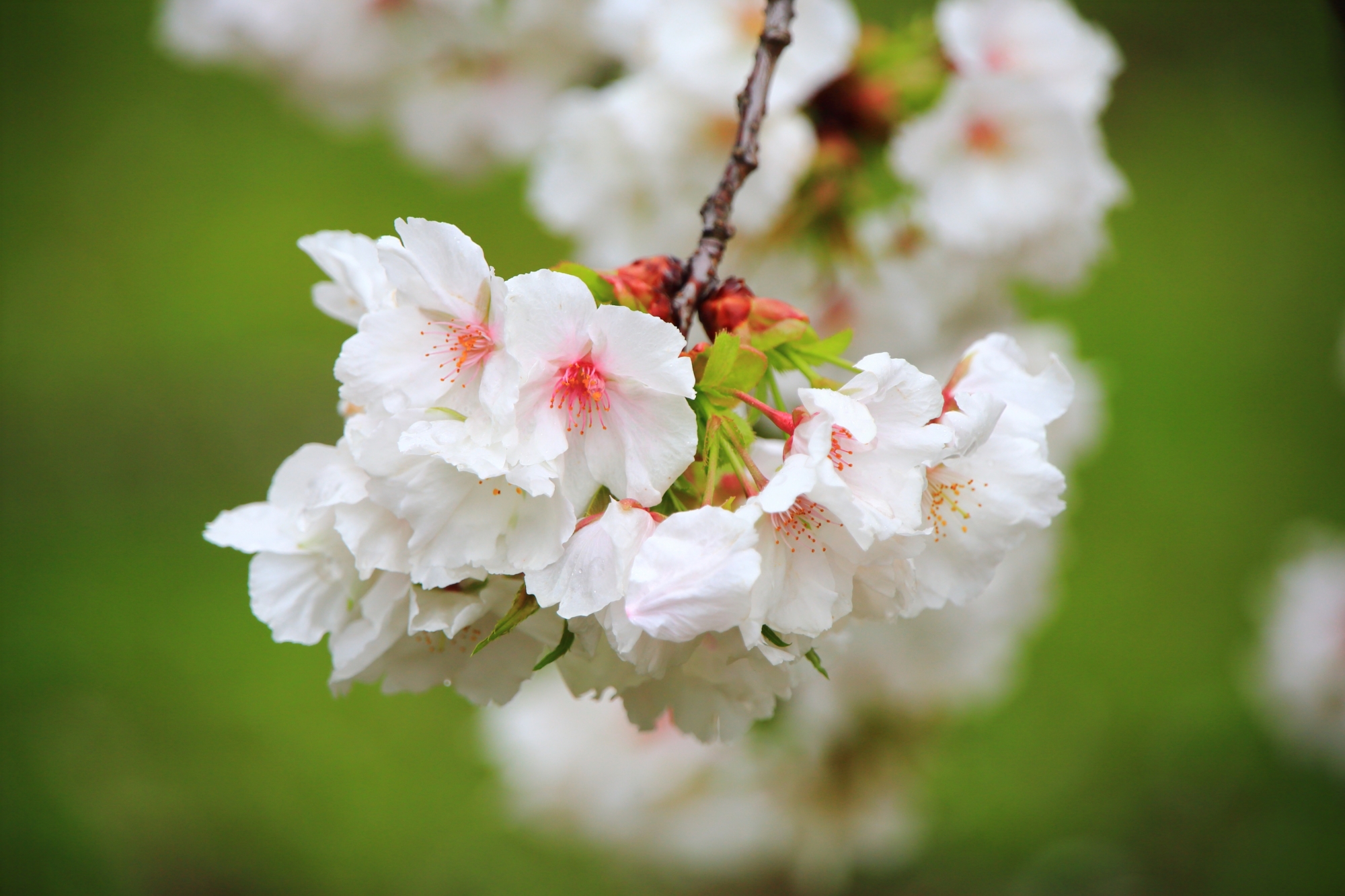 真ん中の鮮やかなピンクがアクセントになる白い桜の花