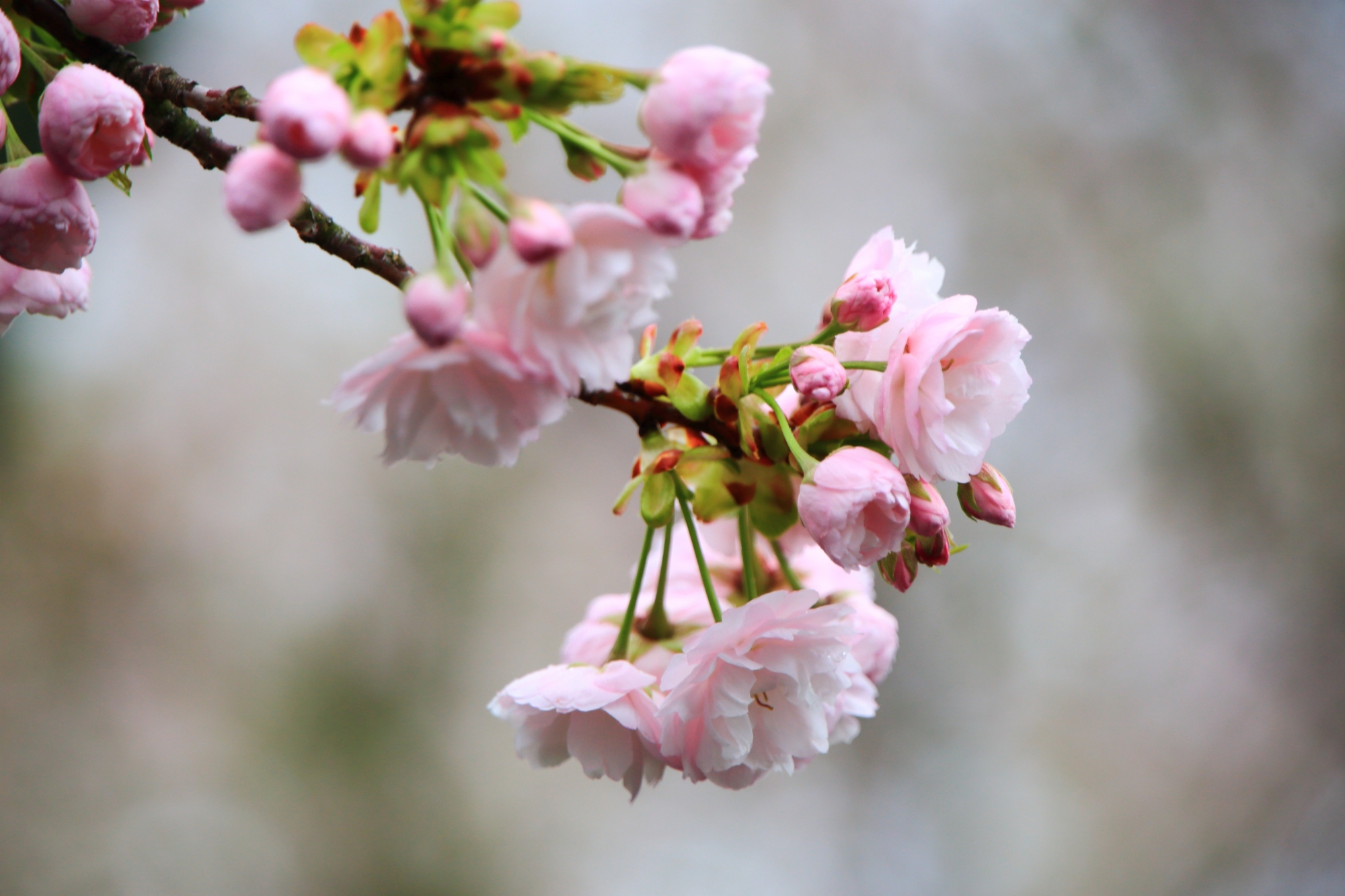 ピンクの淡い色合いの里桜