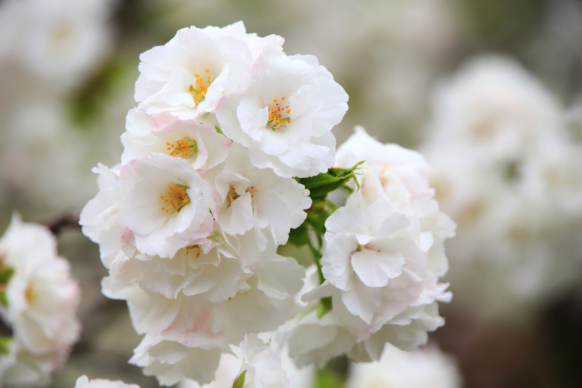 見事な八重の花を咲かせる桜