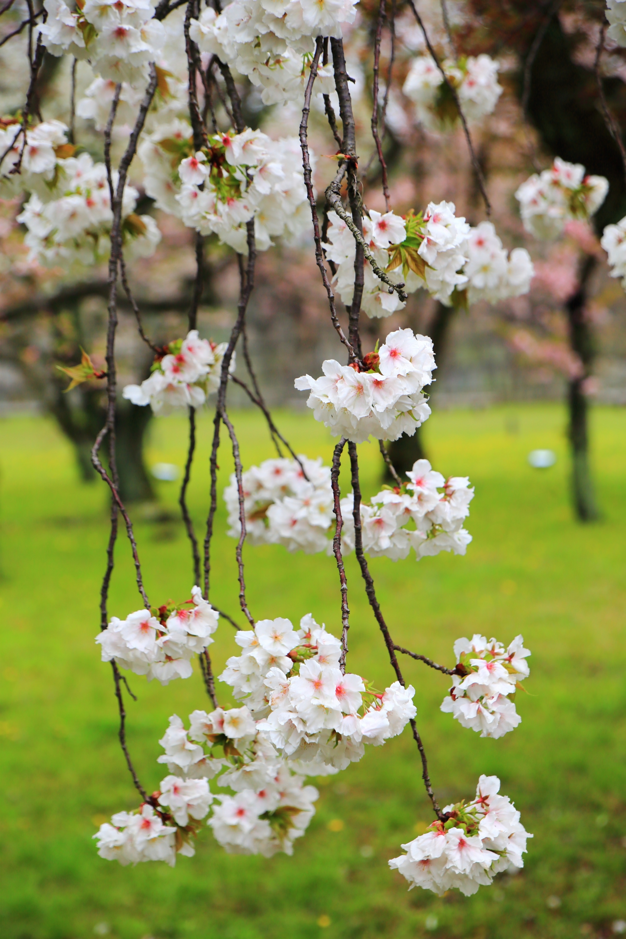 二条城の枝垂れる絶品の里桜