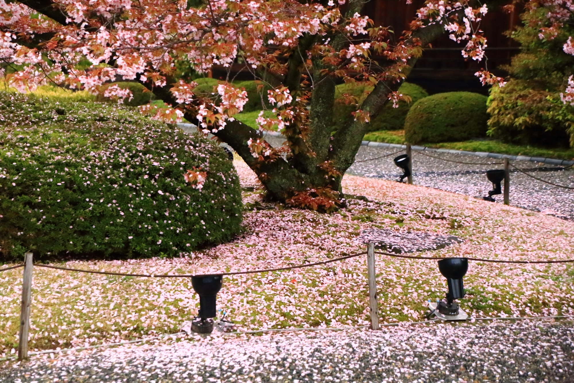 見事な散り桜につつまれた二条城