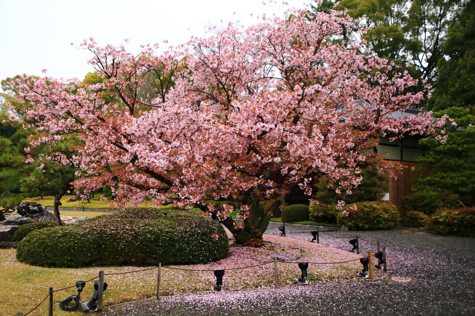二条城の里桜「仙台屋」