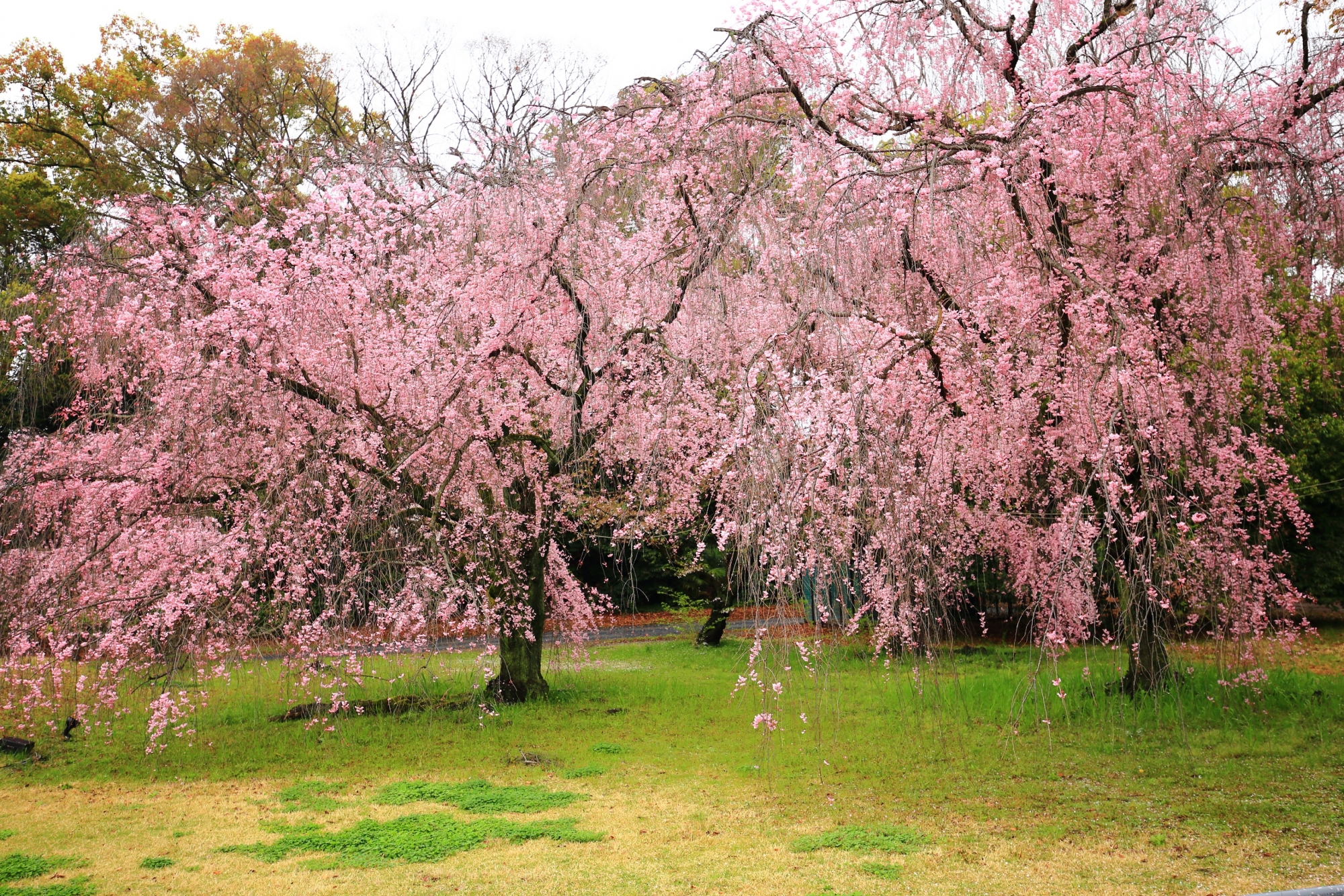 緑の芝生に映えるピンクのしだれ桜