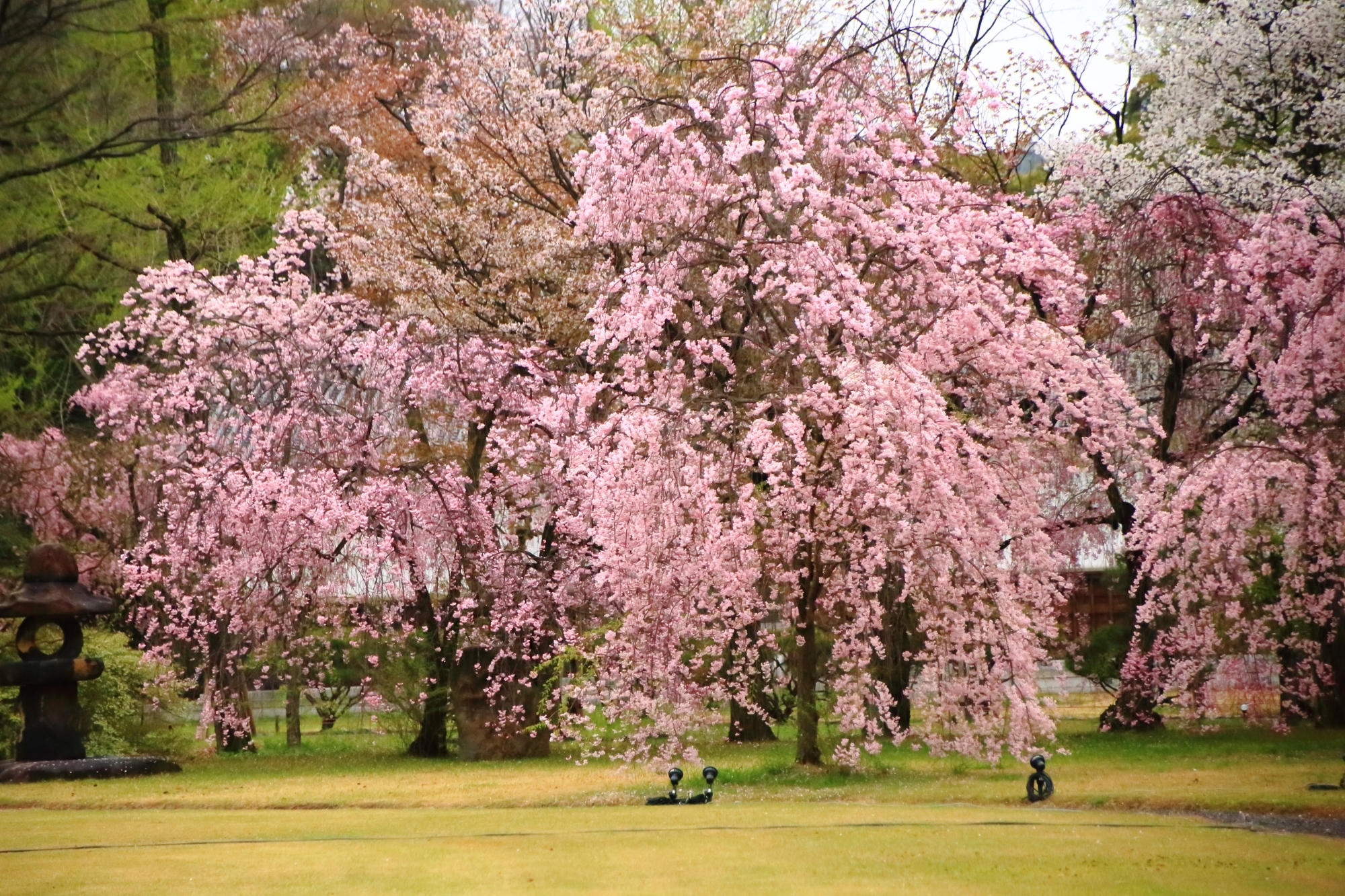 満開のしだれ桜につつまれた清流園