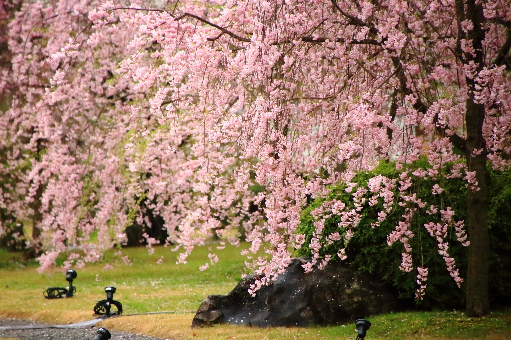 優雅に咲き誇る清流園のしだれ桜