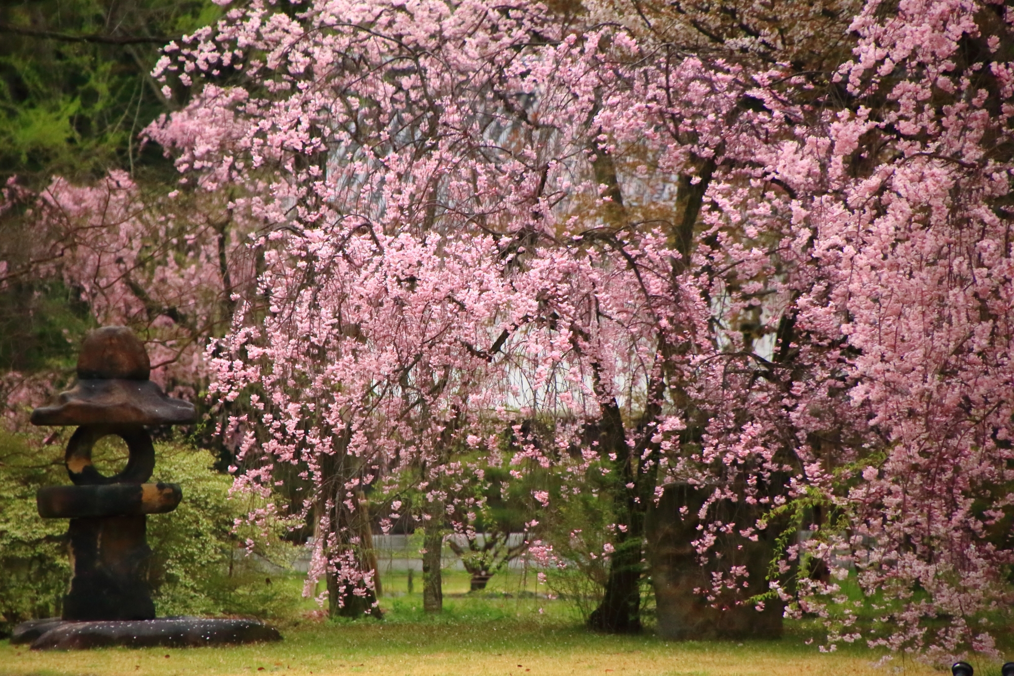 ピンクの華やかなしだれ桜で溢れる二条城