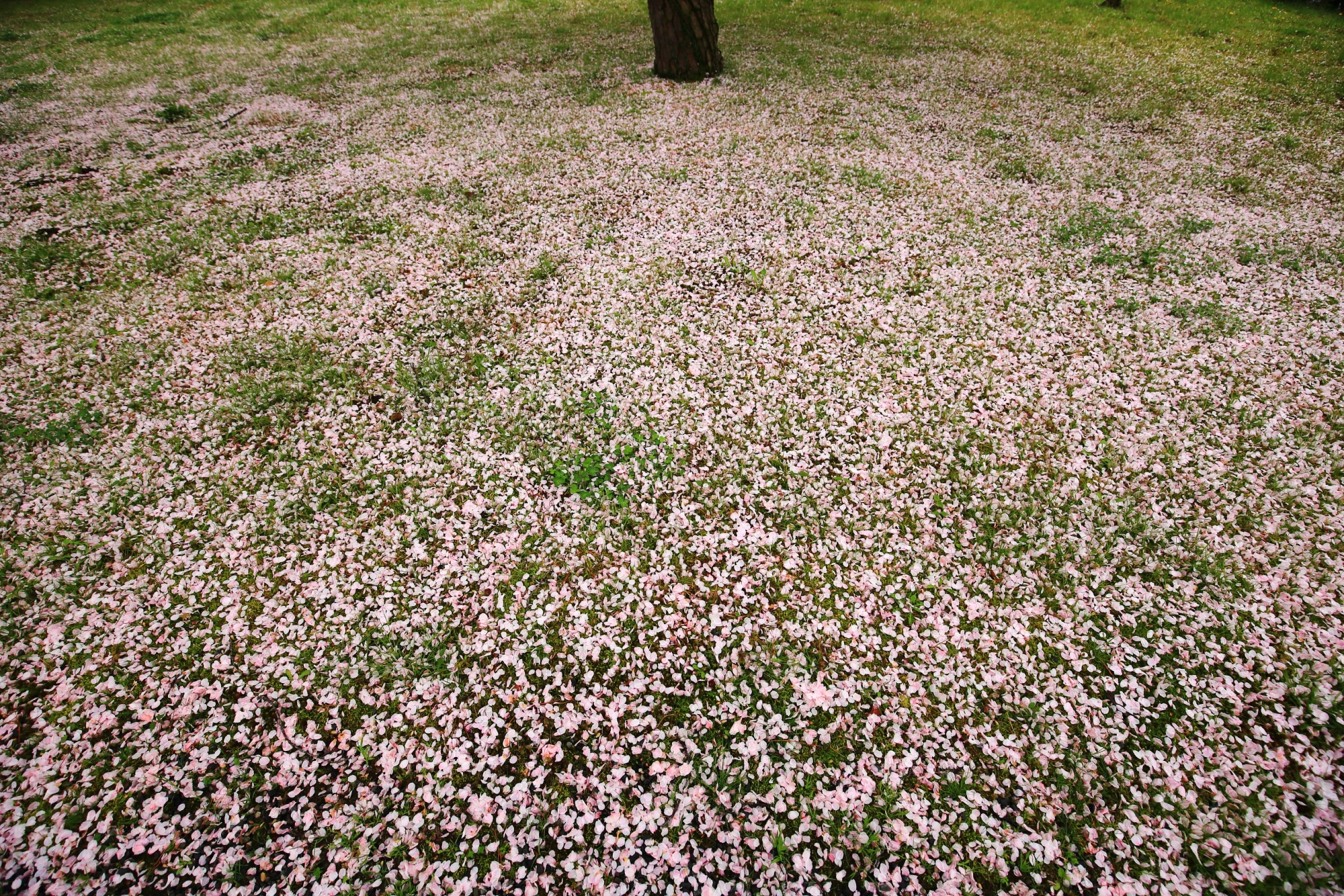 二条城の圧巻の散り桜