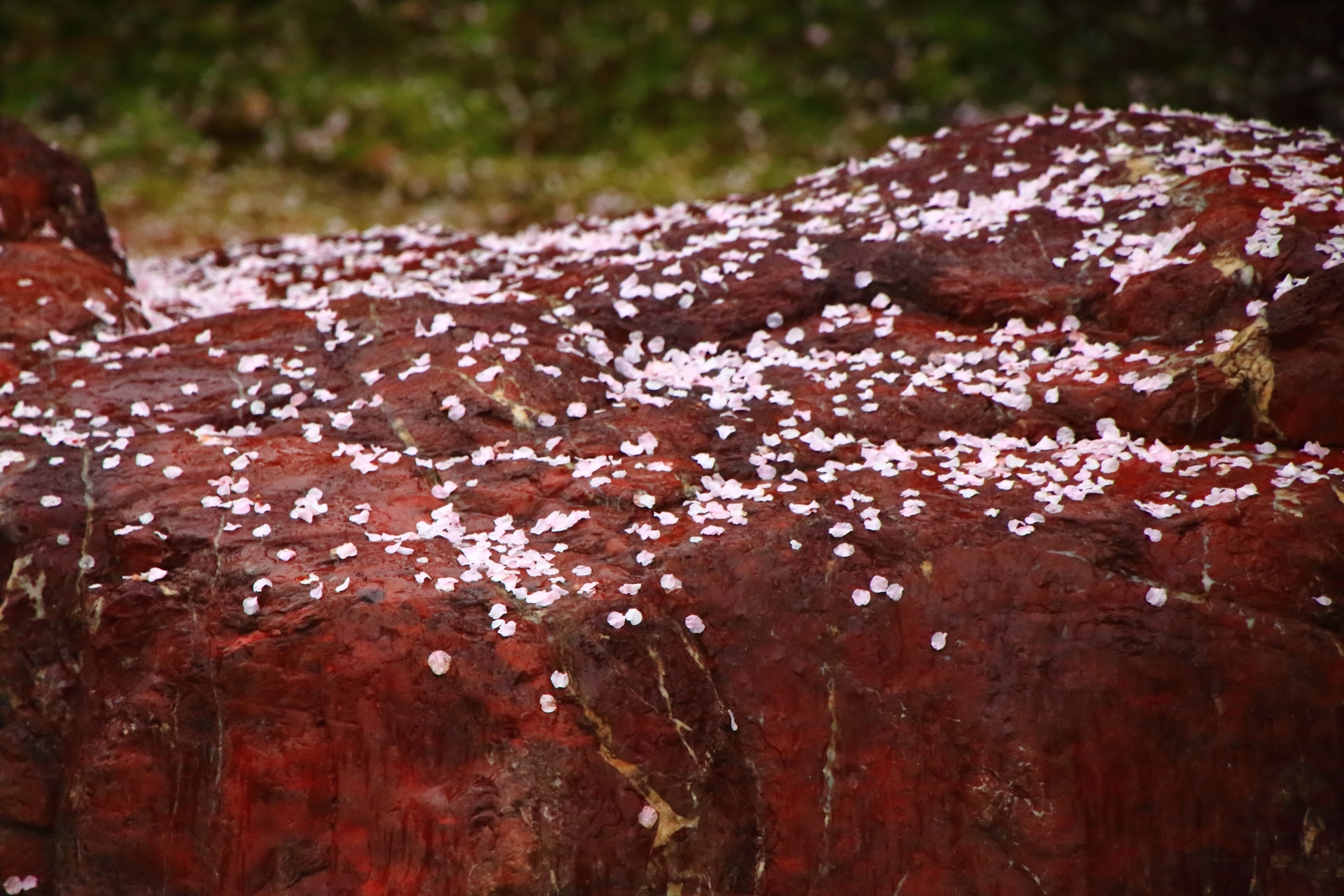 岩の上にも華やかに散る桜
