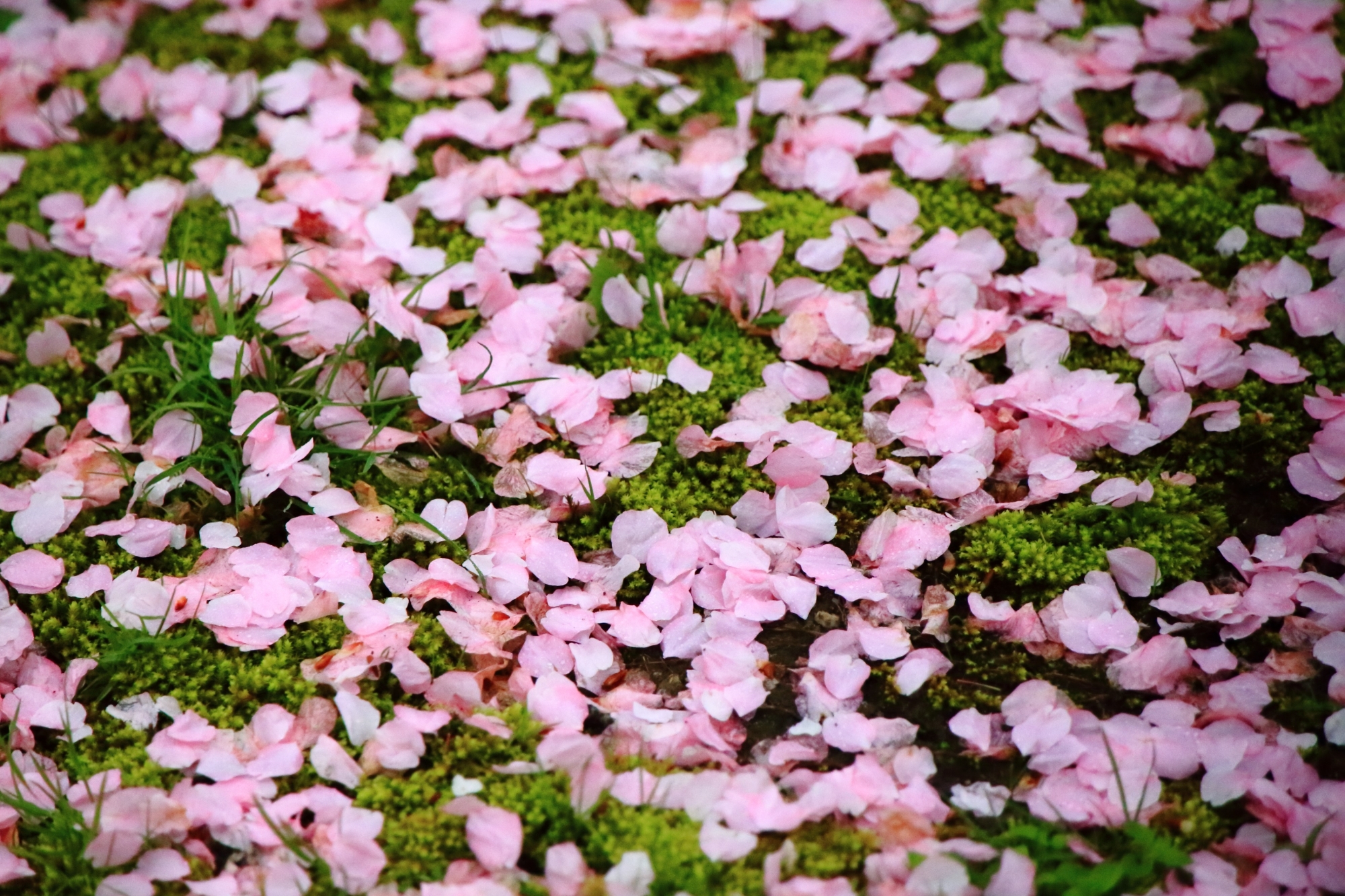 城内を染める綺麗なピンクの散り桜