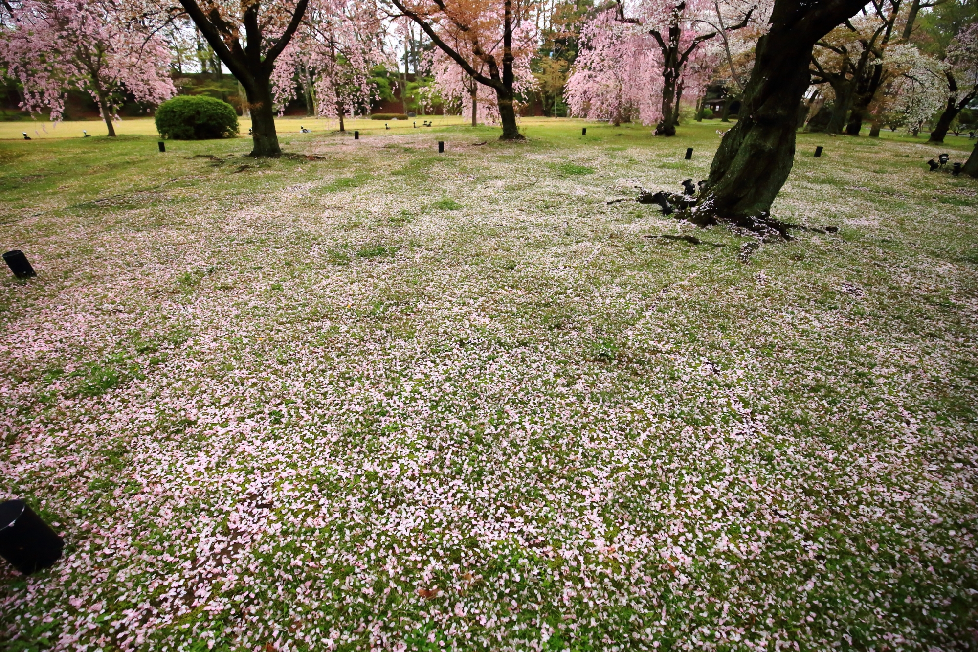 二条城の美しい桜の絨毯