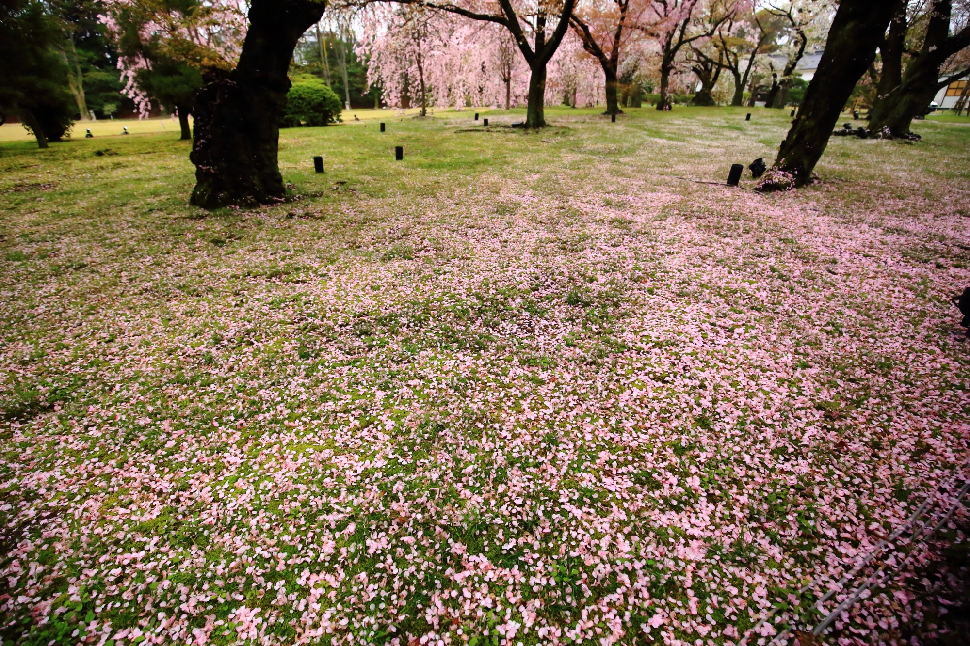 清流園の散り桜