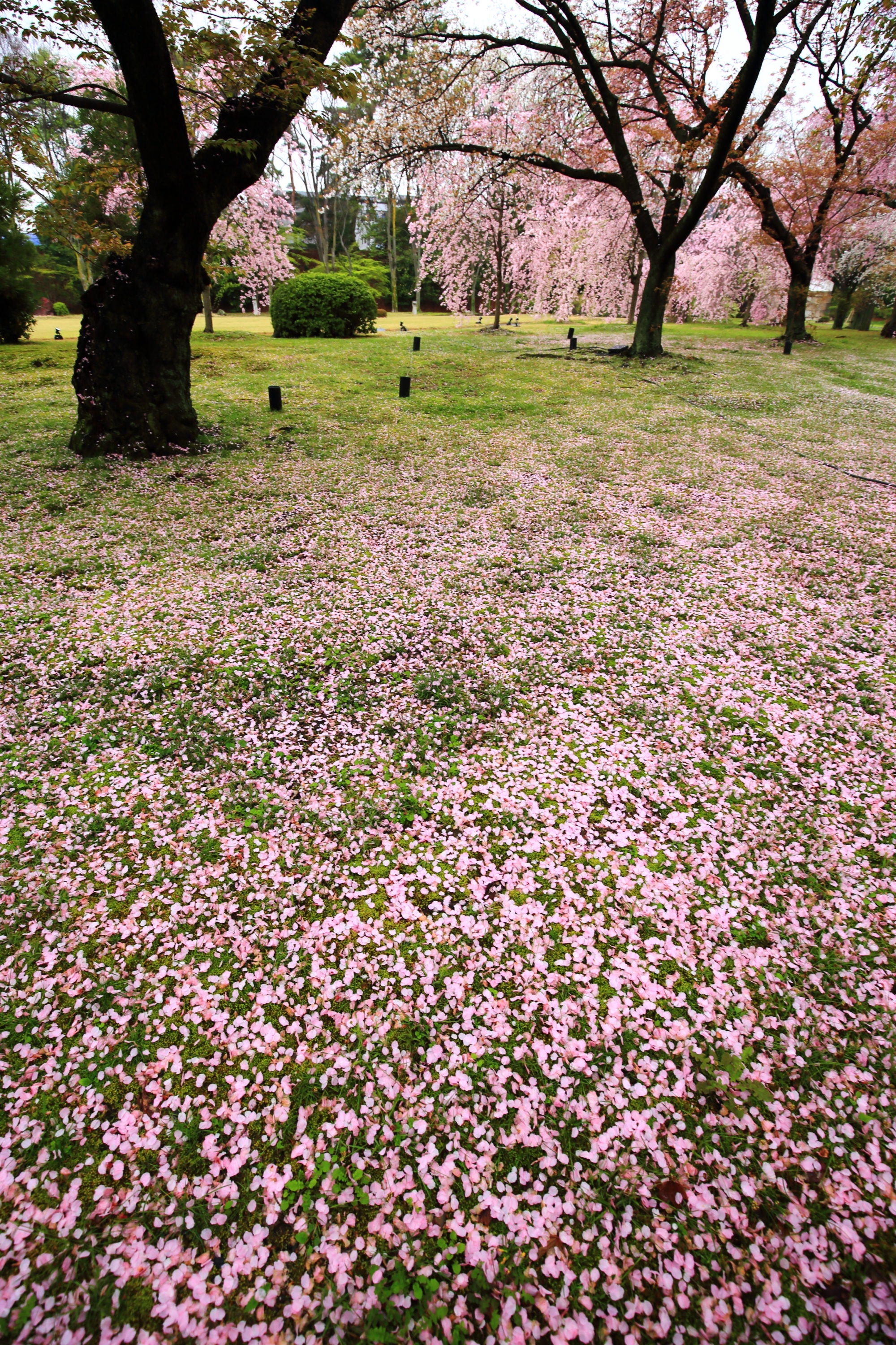 二条城の素晴らしい散り桜や多種多様な桜の情景