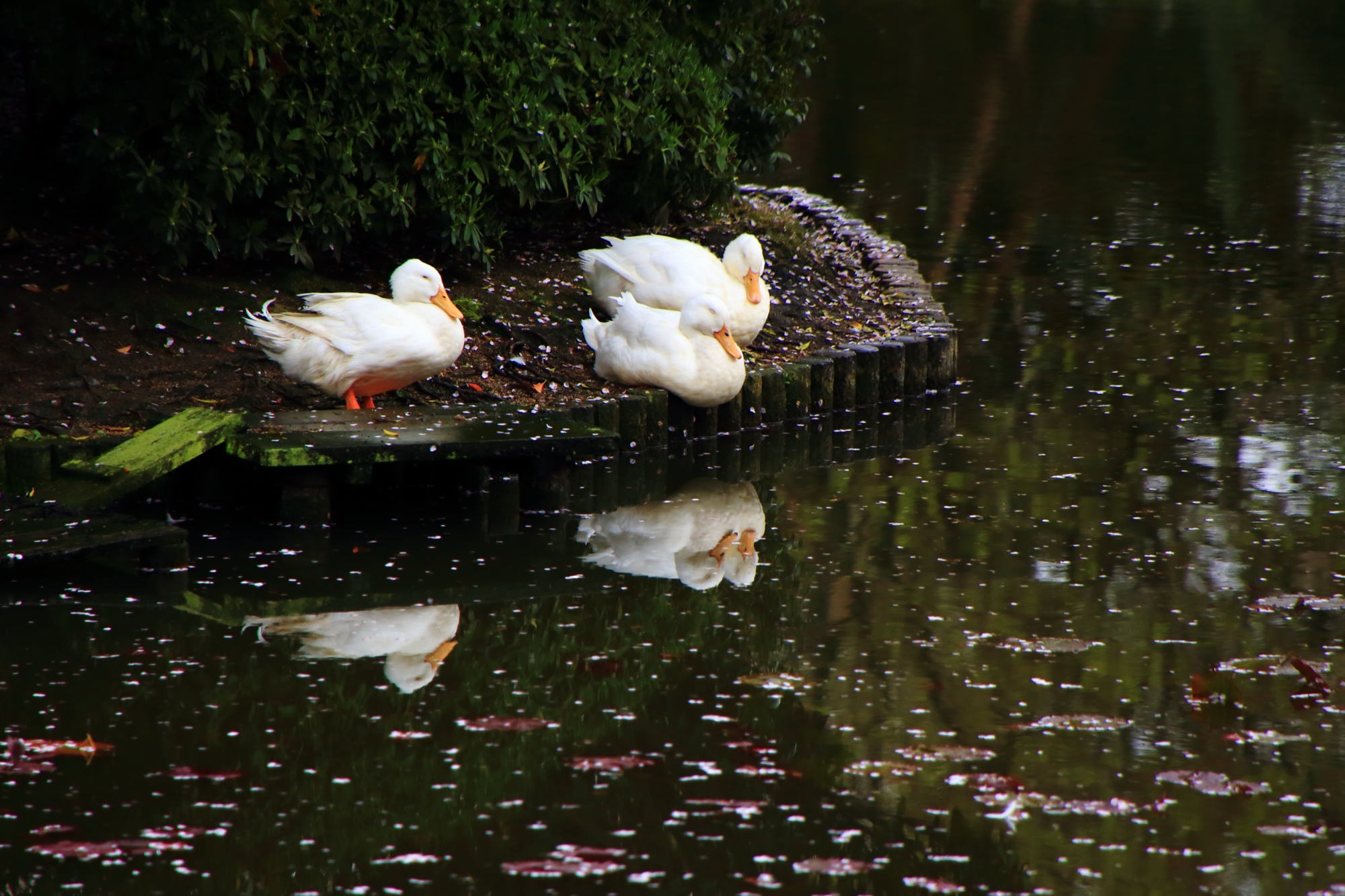 鏡容池の桜とアヒルや鴨