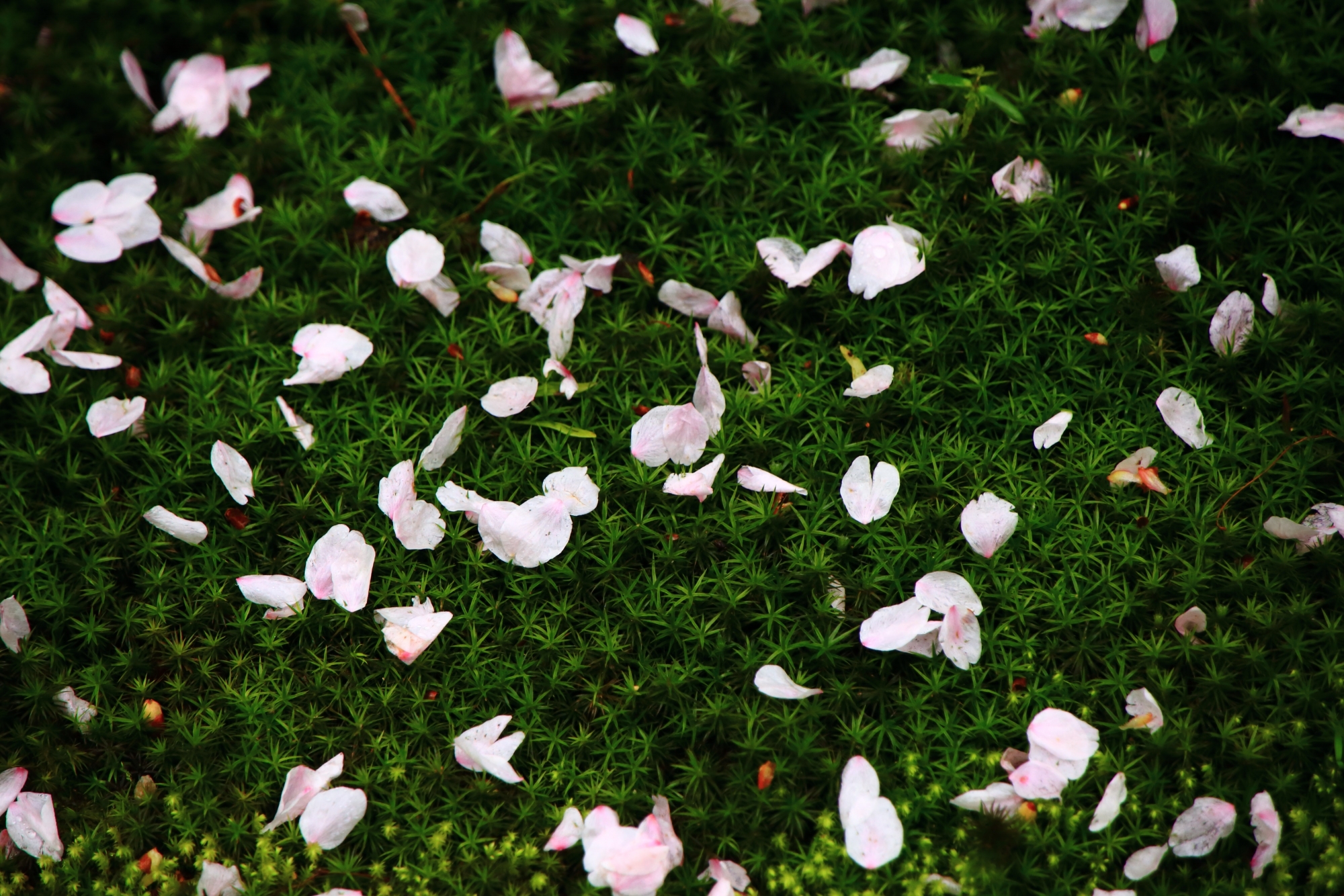 鮮やかな緑の苔の上の華やかな散り桜