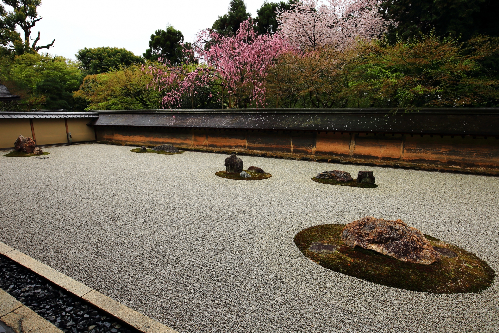 高画質 写真 桜 石庭