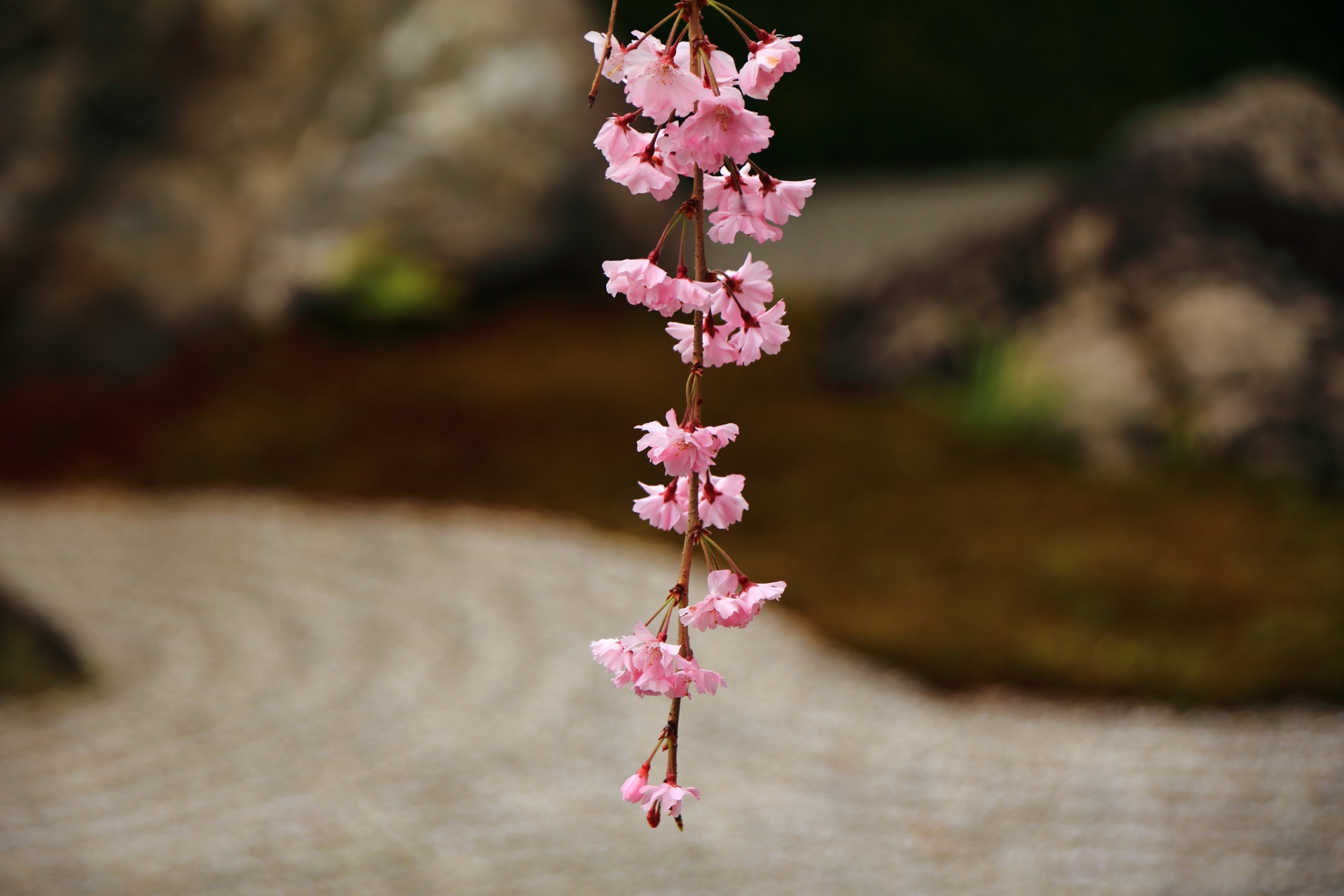 石庭の上を揺らぐ可愛いピンクの花
