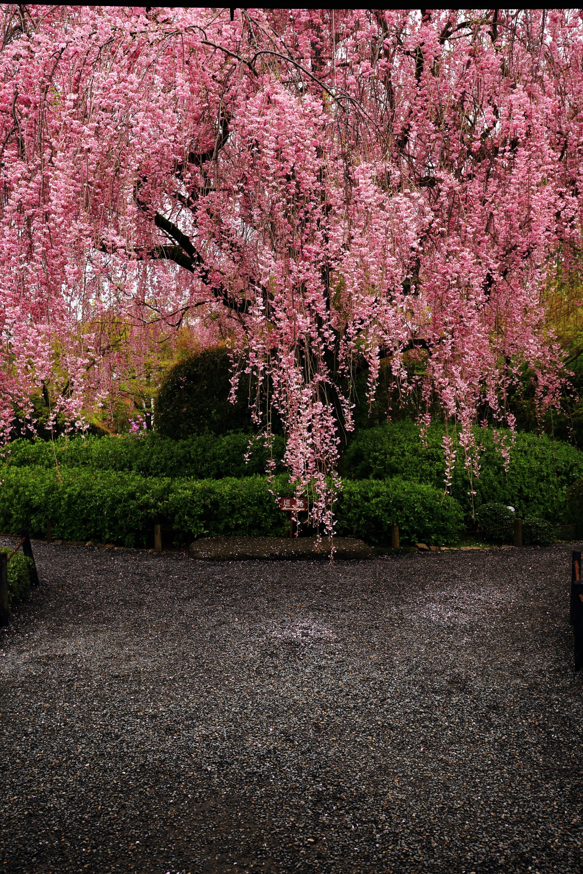 曇天は残念も溢れんばかりの満開の退蔵院のしだれ桜
