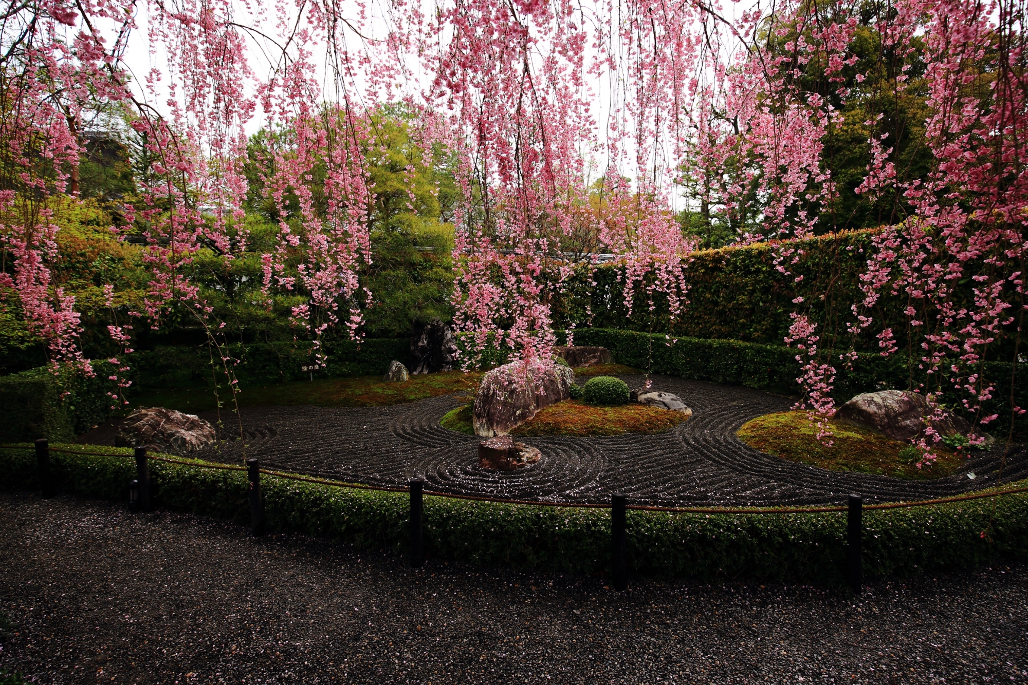 石庭をつつむピンクのしだれ桜