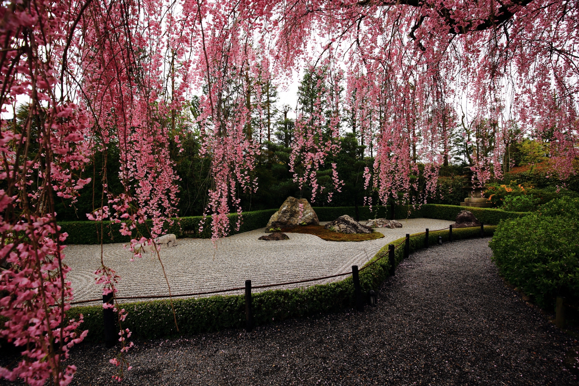 石庭に降り注ぐ鮮やかなしだれ桜