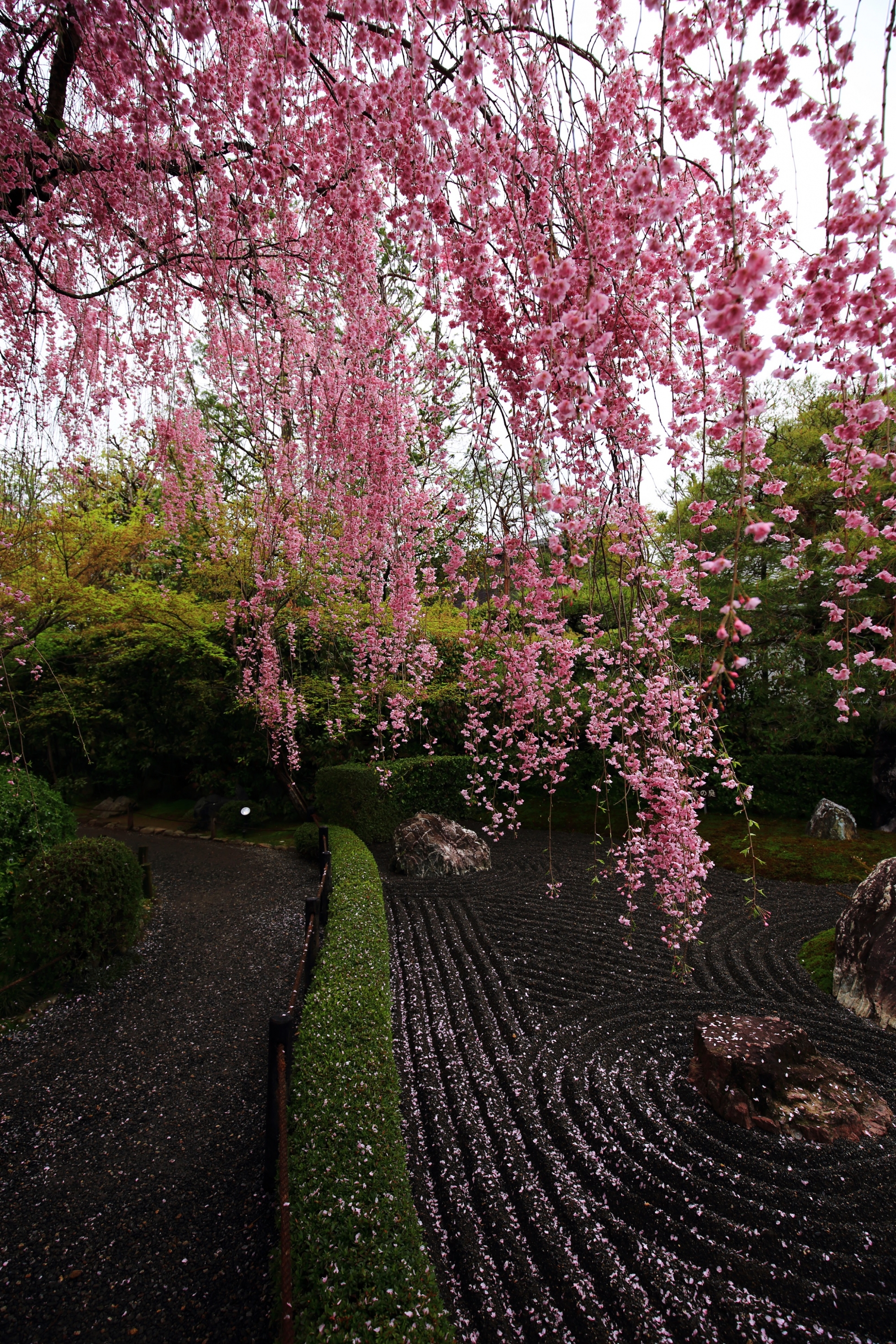 咲き誇るしだれ桜に彩られた春の陰陽の庭（いんようのにわ）