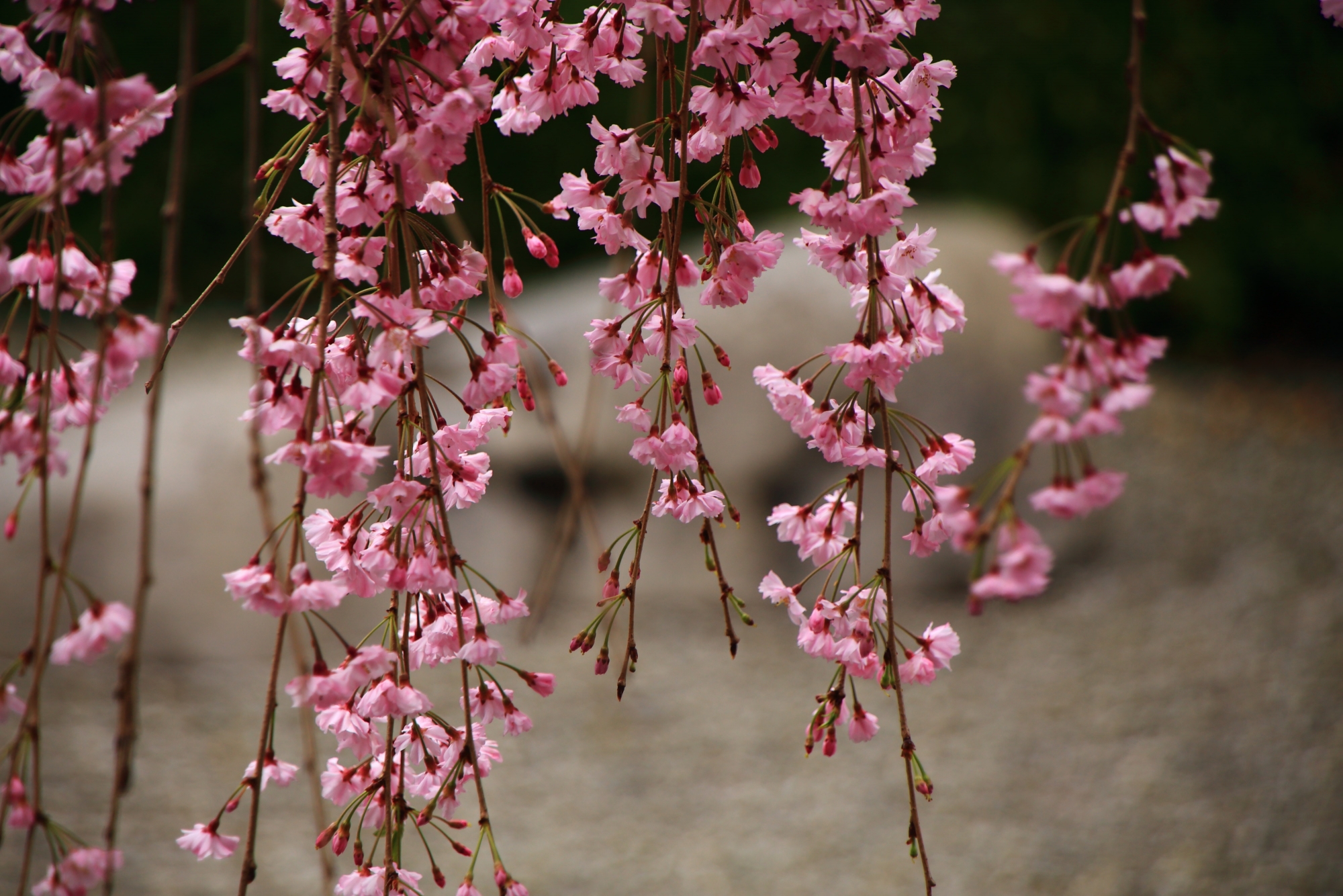 退蔵院の石庭を背景にした可憐なピンクの花