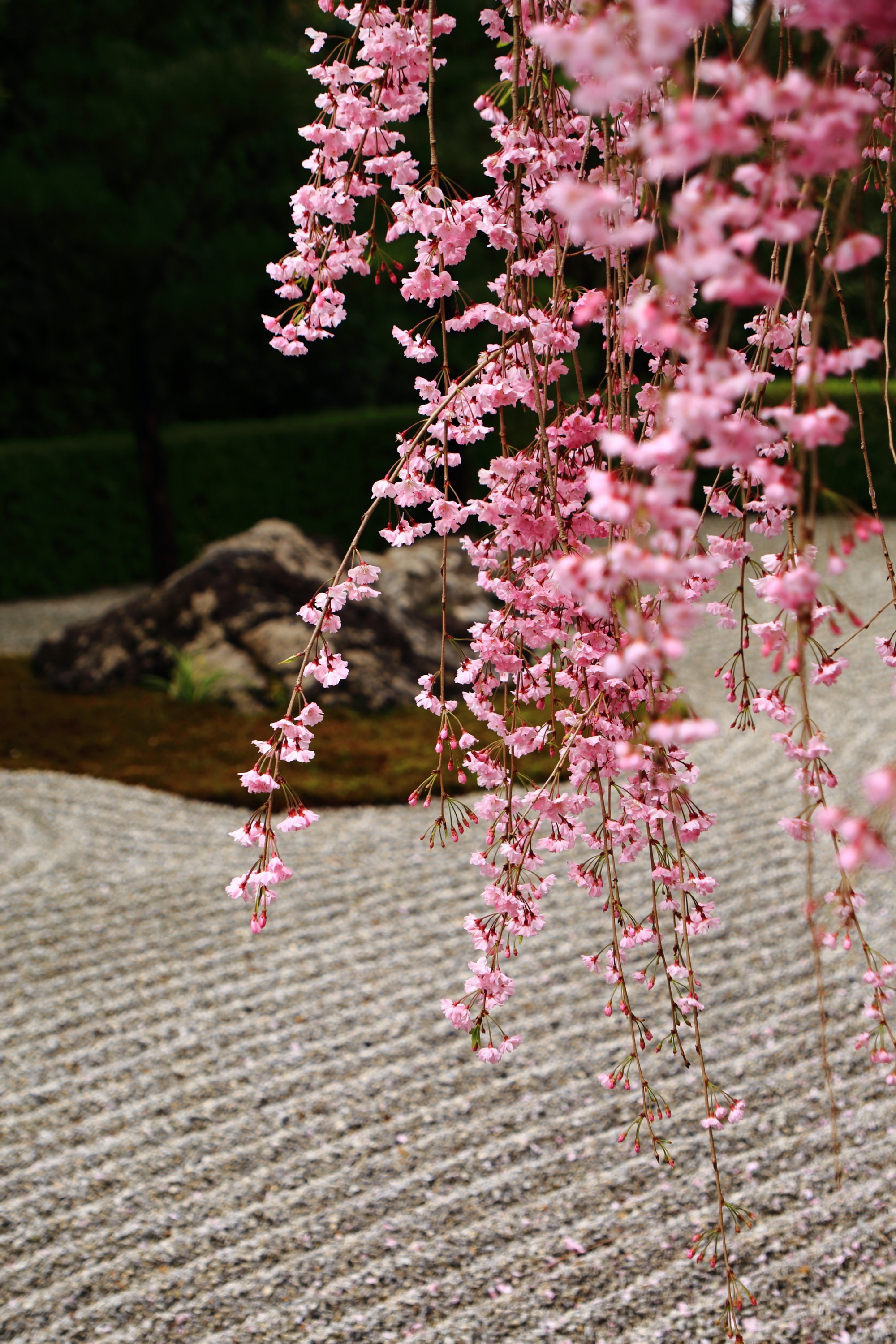 退蔵院独特の風情ある美しい桜の風景