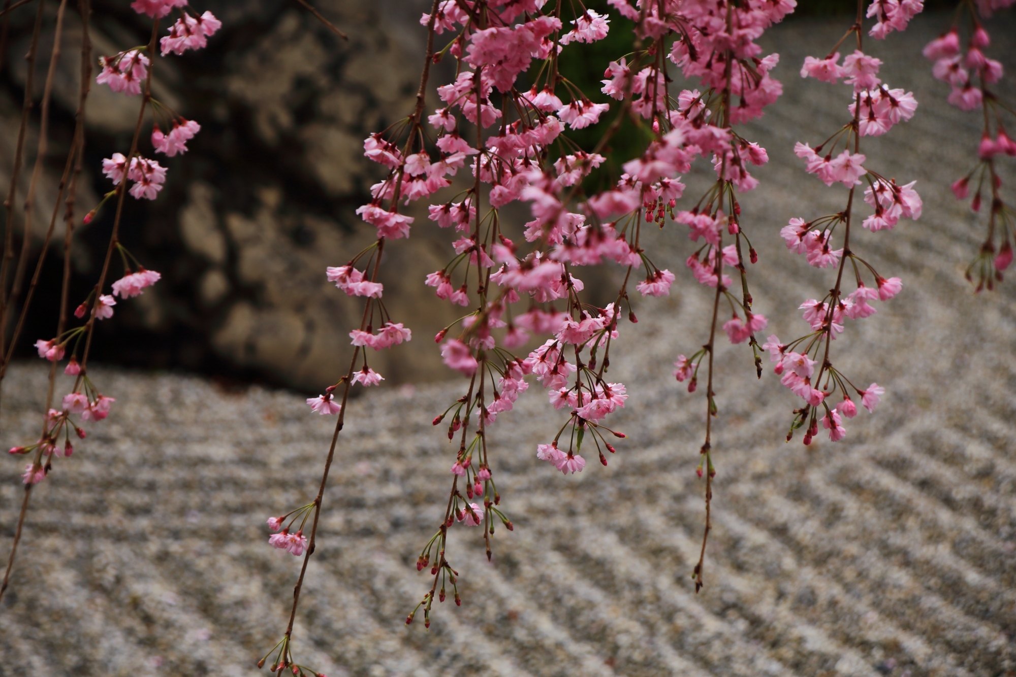 華やかな桜を演出する砂の文様
