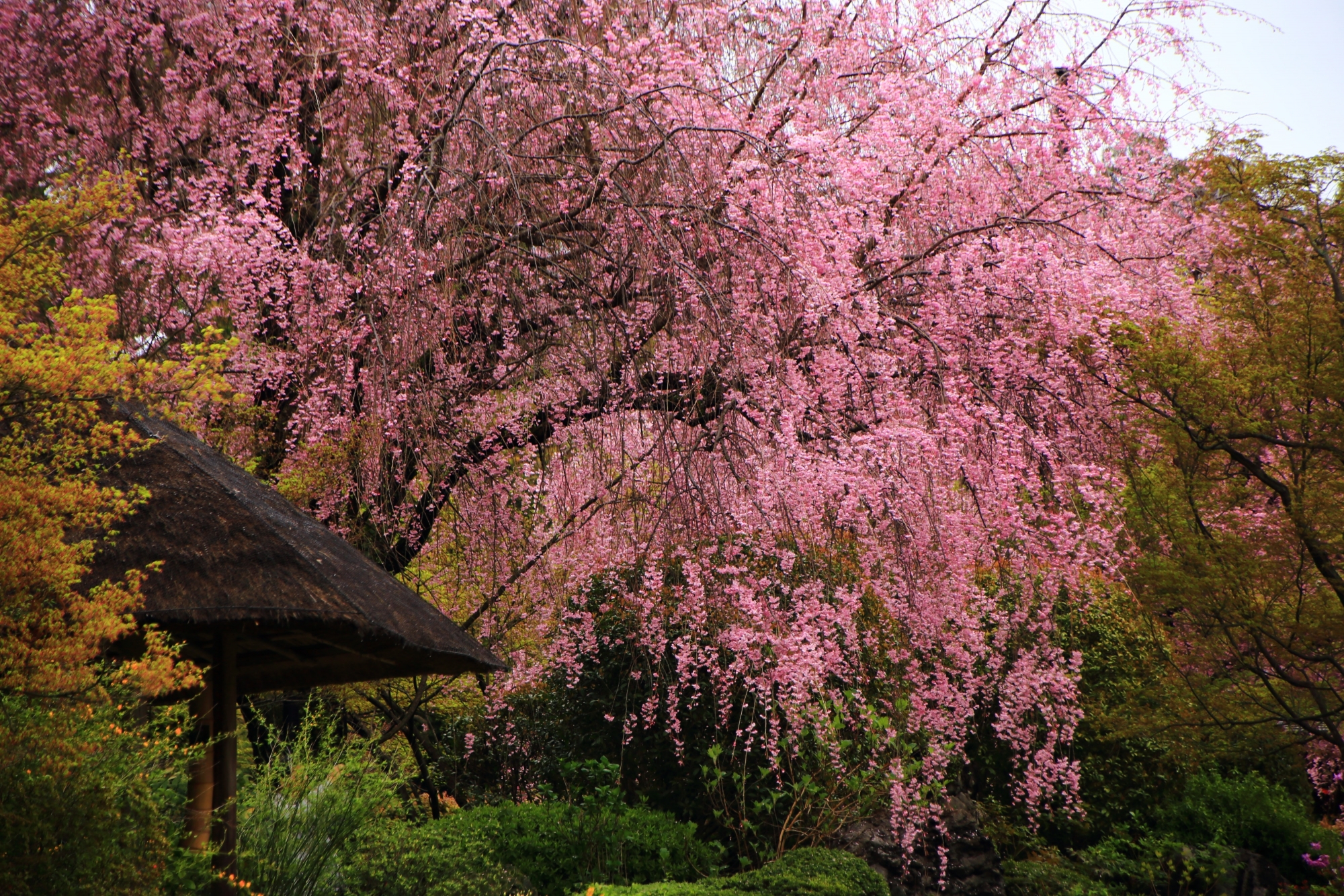 多種多様な緑の中で溢れる余香苑の鮮やかなピンクのしだれ桜