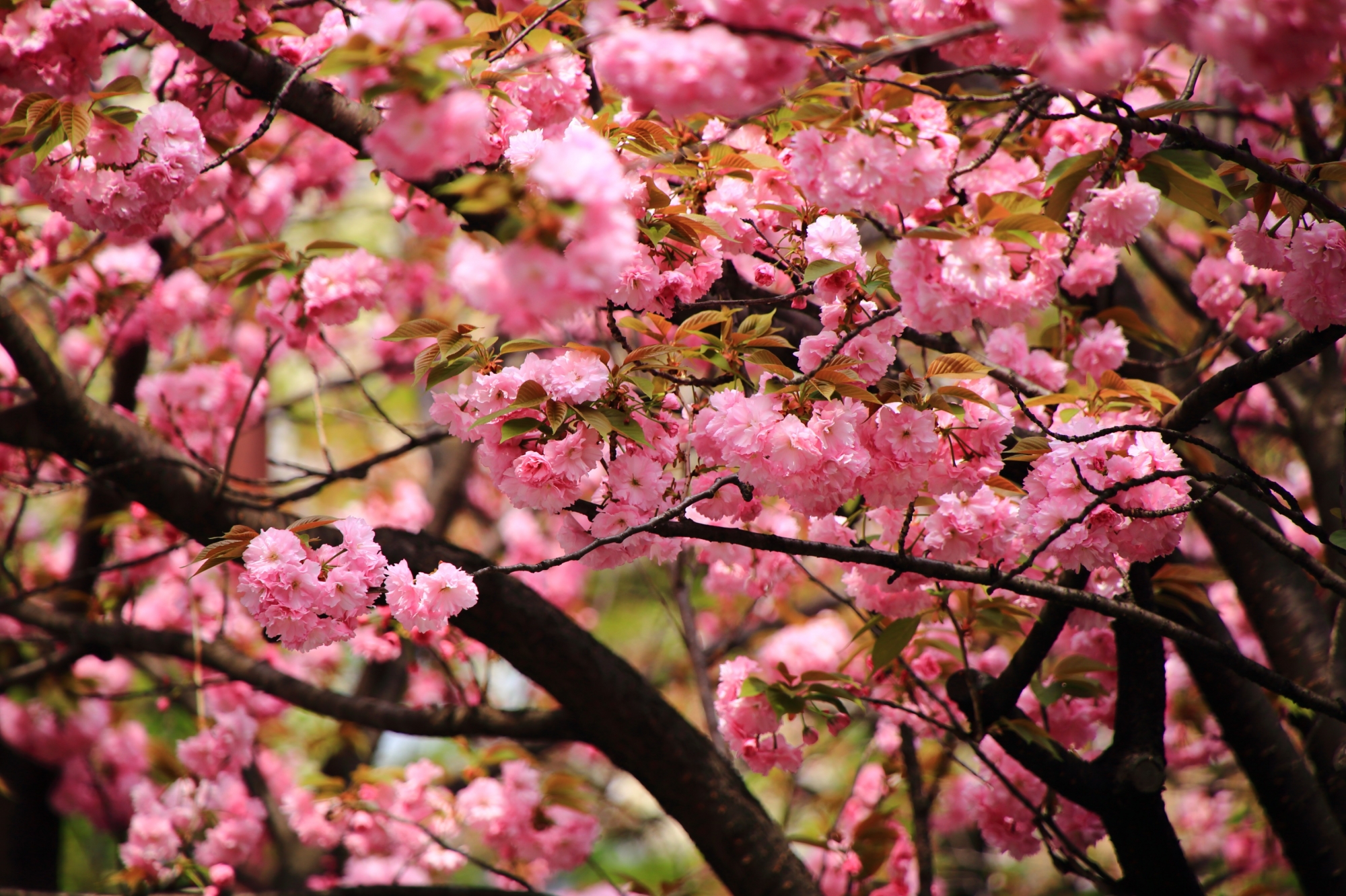 木屋町通のいっぱい咲く鮮やかな濃いピンクの花