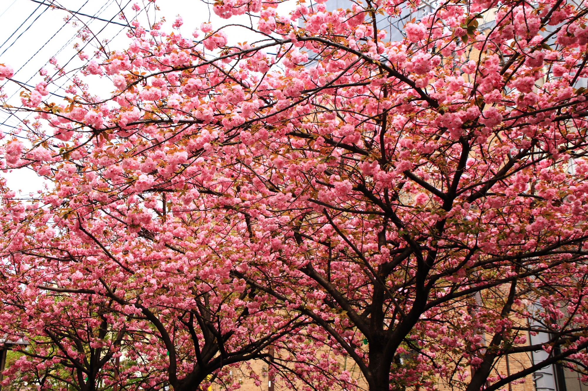 阪急河原町駅から階段を登った直ぐあたりの豪快に咲き乱れる八重桜