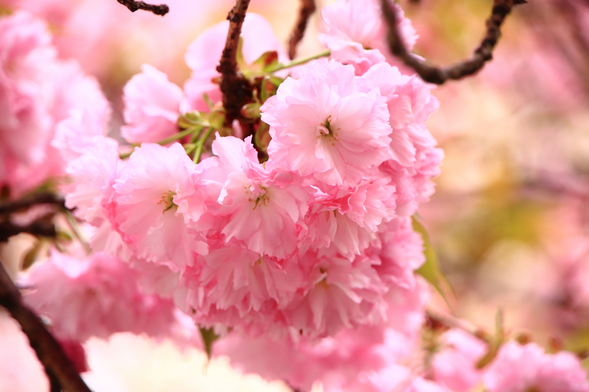 花びらがたくさん詰まった一塊の丸い桜