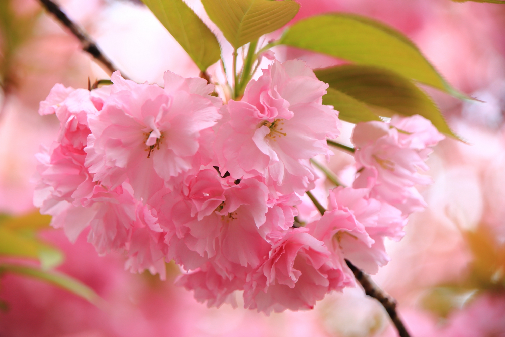 花びら一枚一枚は微妙に色合いが違う八重桜