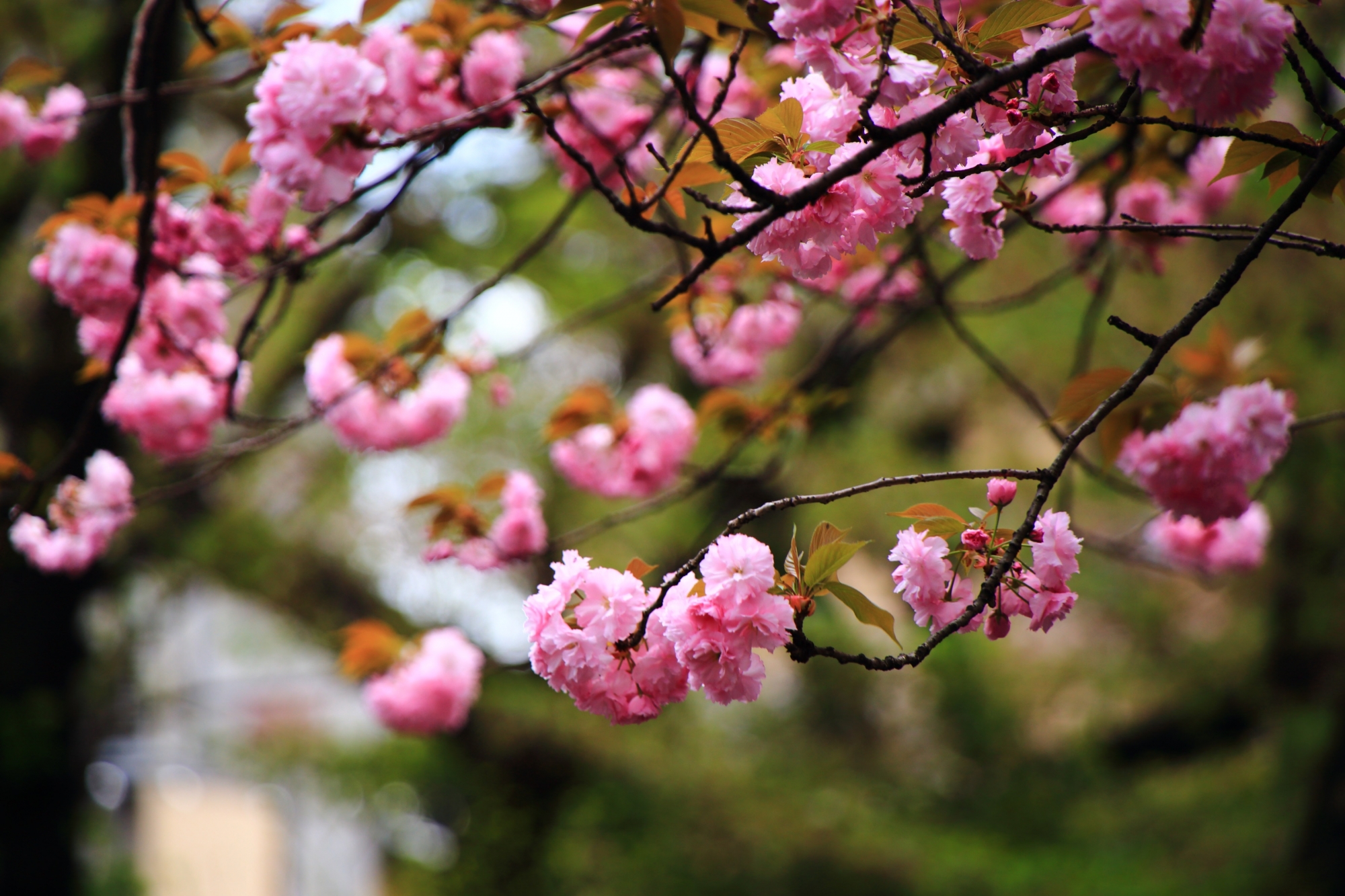 先に丸い花をつけて絶妙に曲がっている枝が何だか芸術的な八重桜