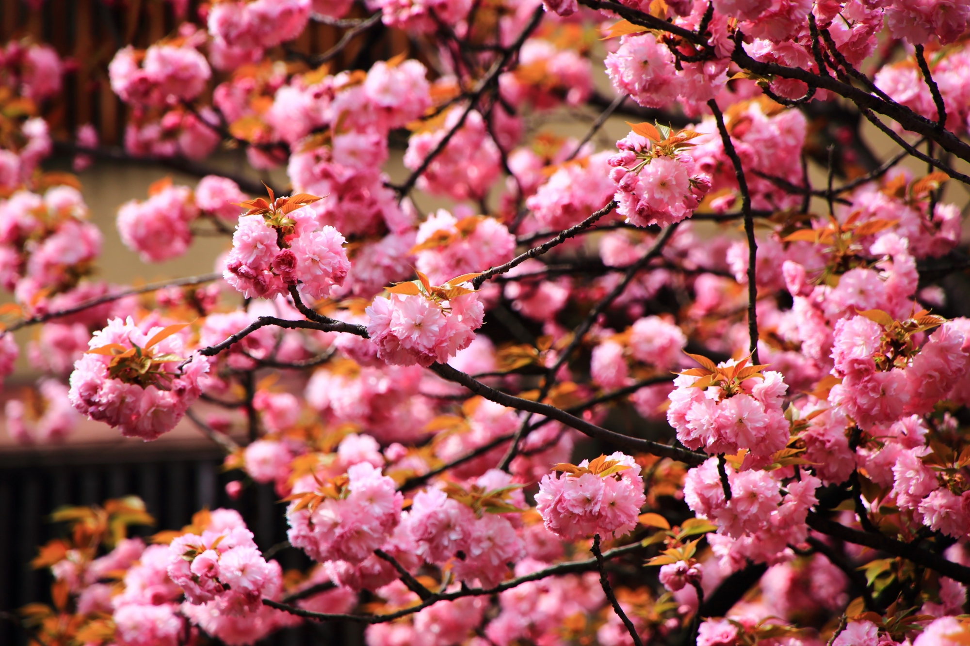 ふわふわと宙に浮いているように丸い花を咲かせる桜