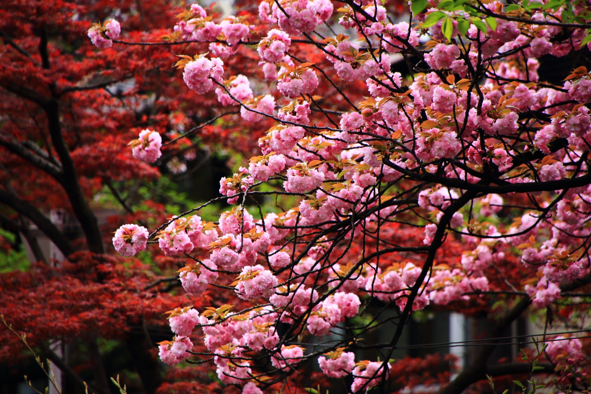 木屋町通りと高瀬川の素晴らしい八重桜と春の情景
