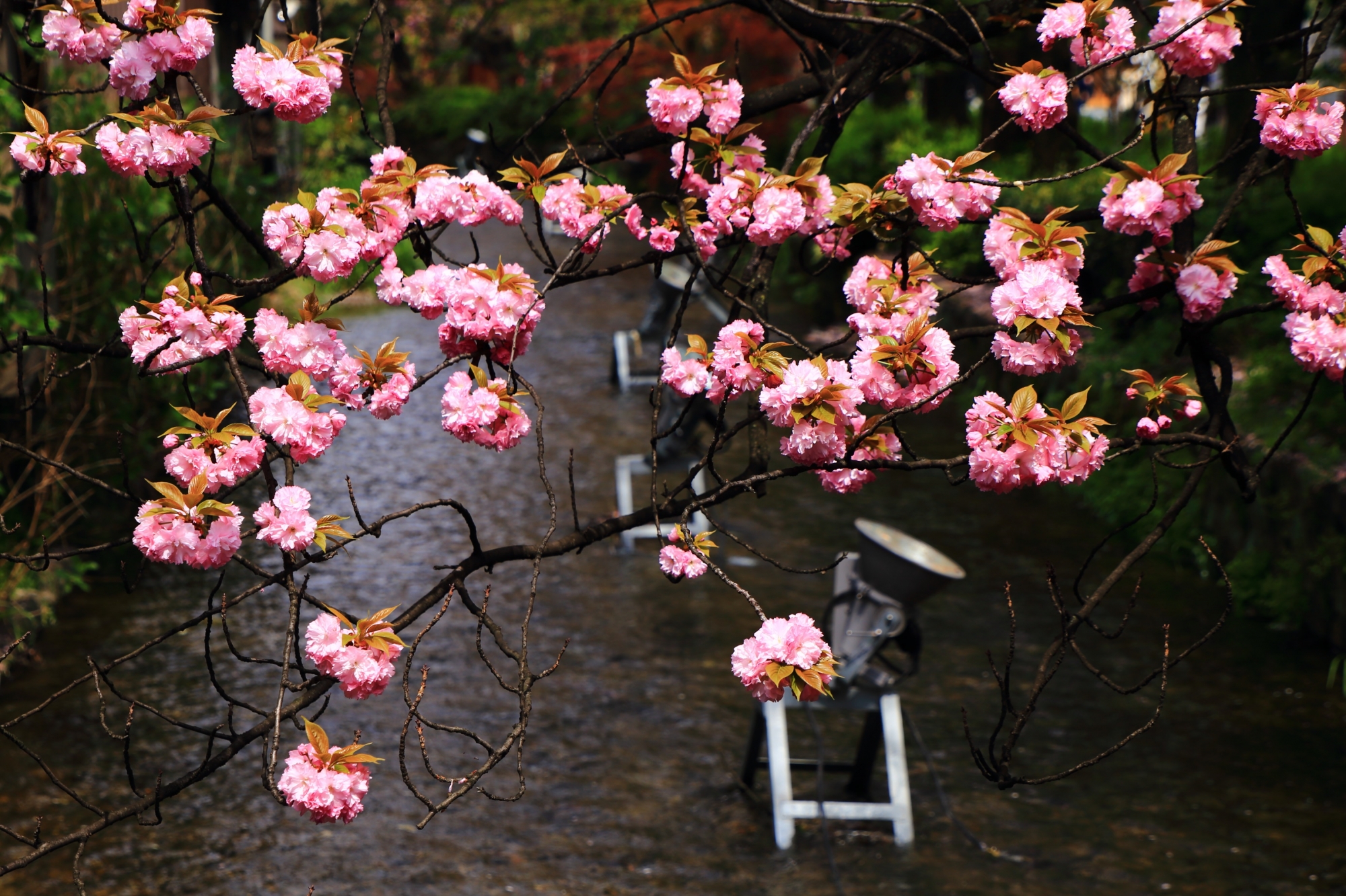 高瀬川の上で咲く丸いピンクの八重桜