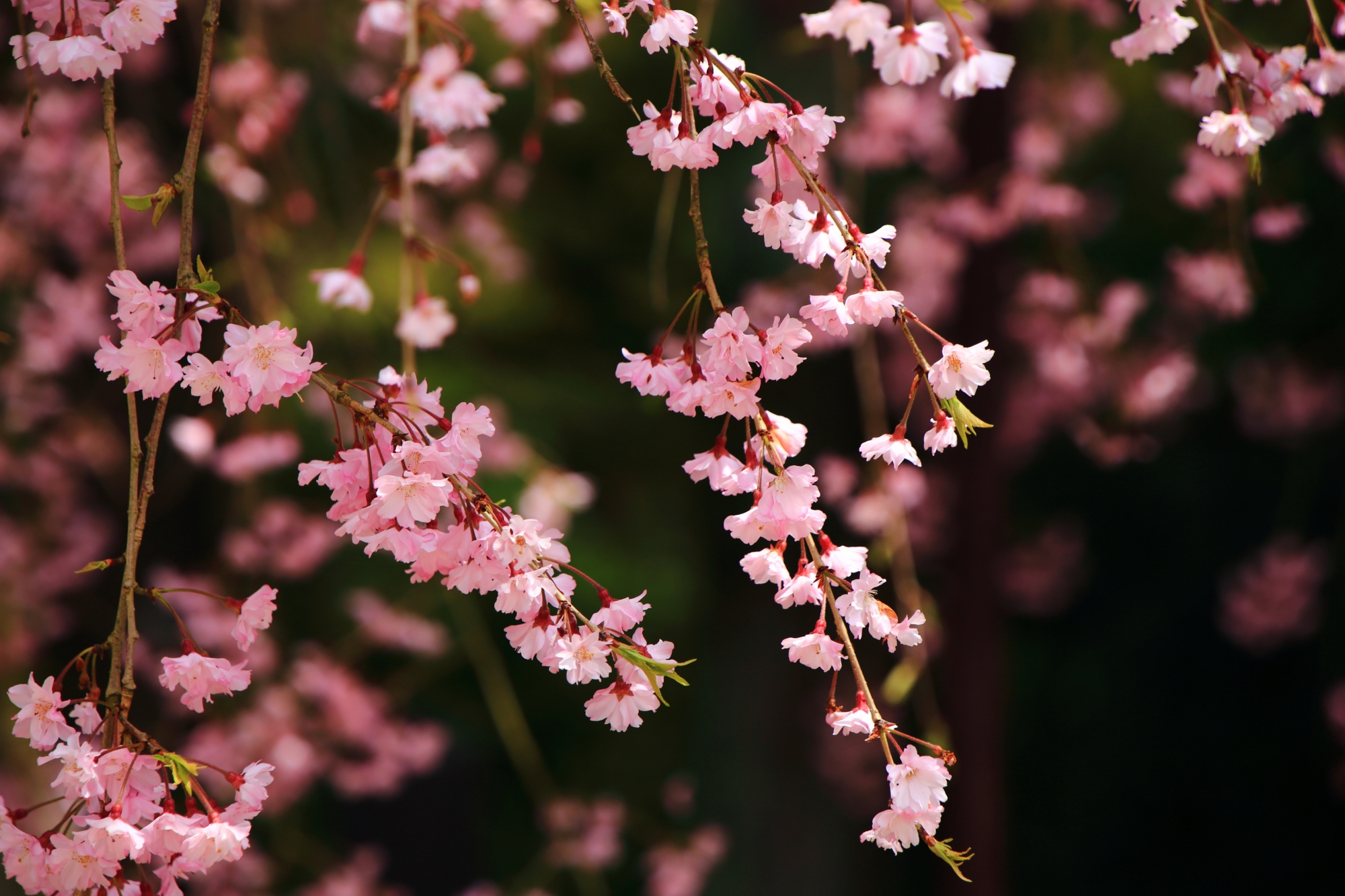 風情あるピンクの風流桜