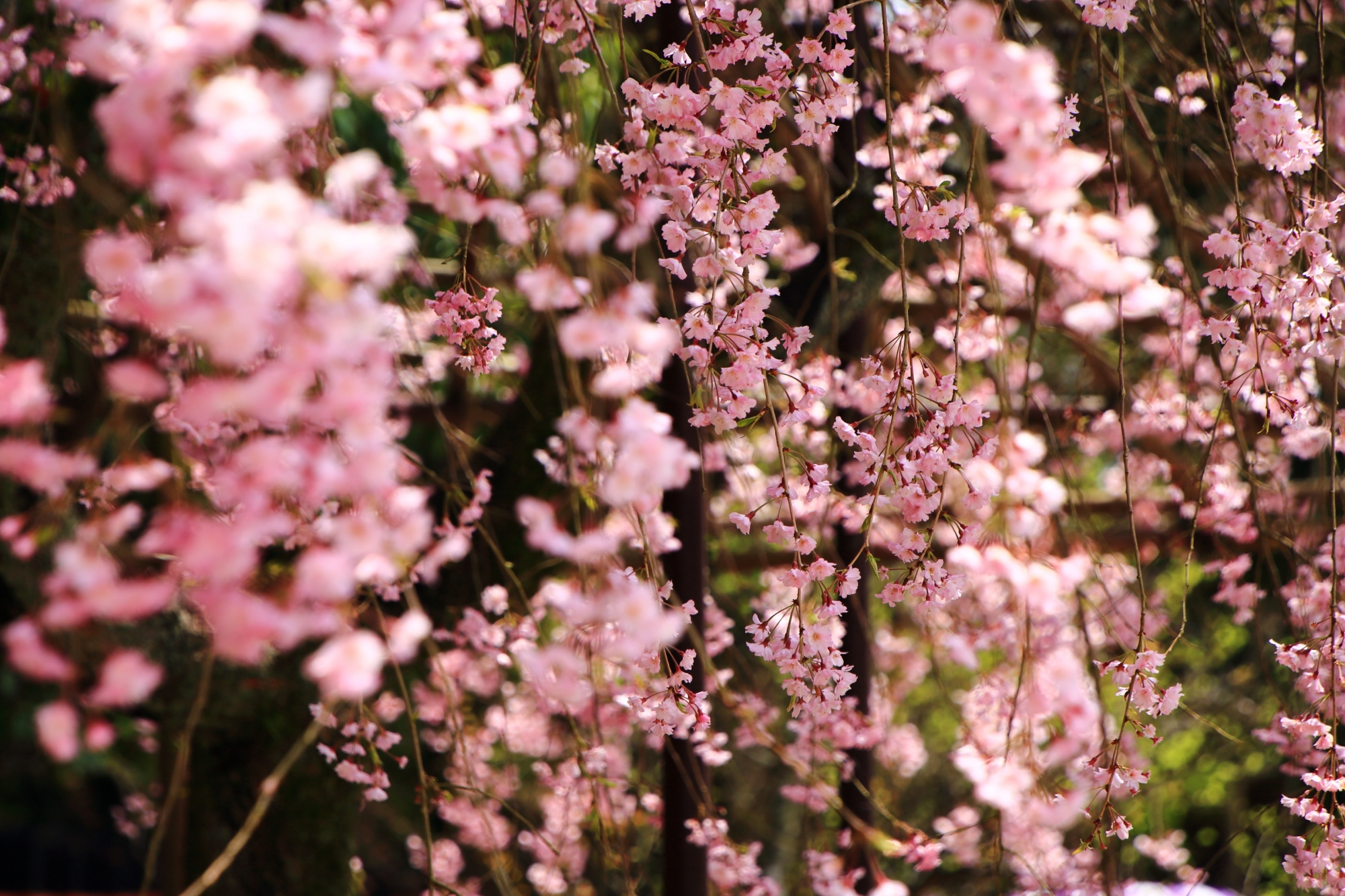 淡い春色につつまれる上賀茂神社