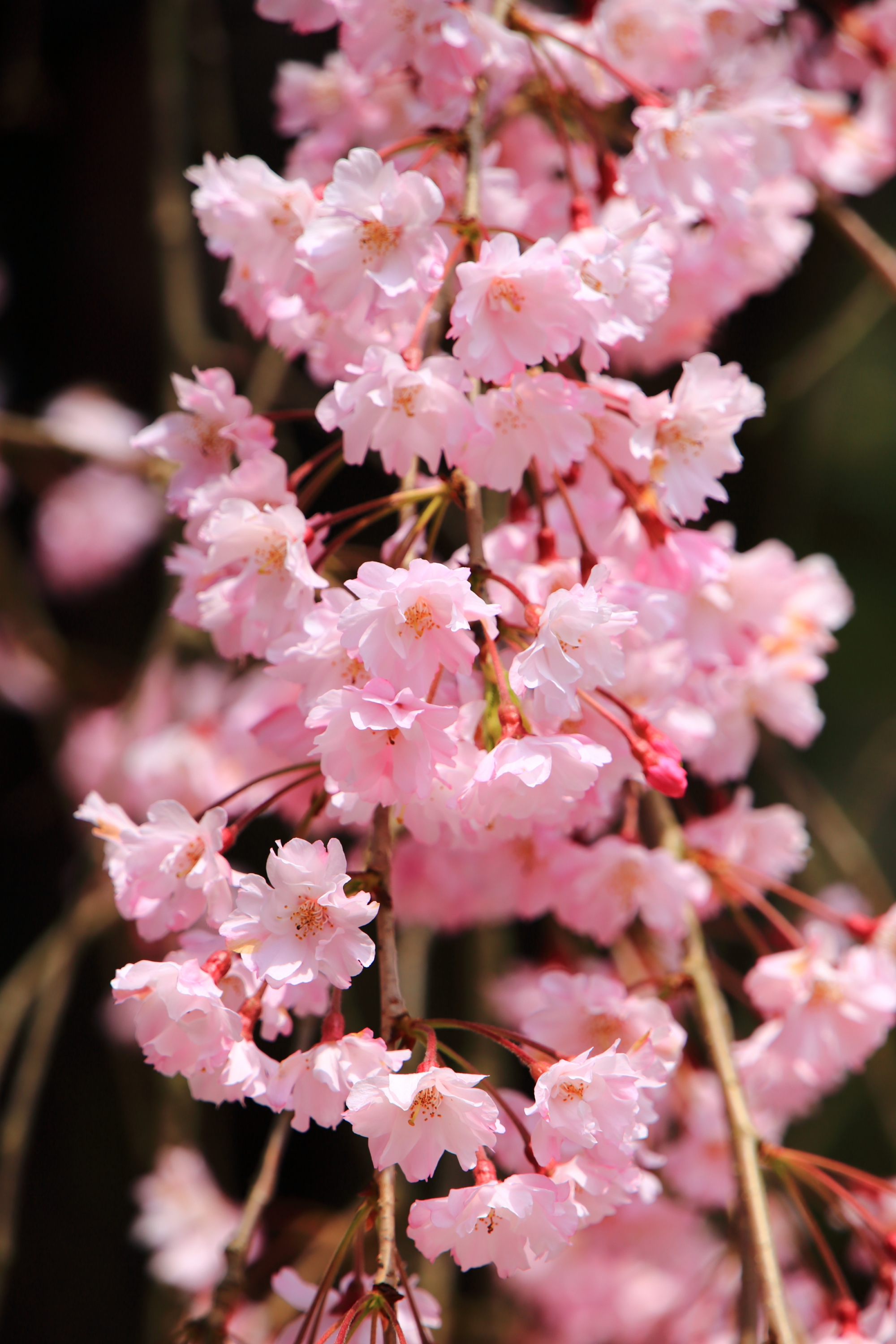 しなやかで美しいピンクのみあれ桜