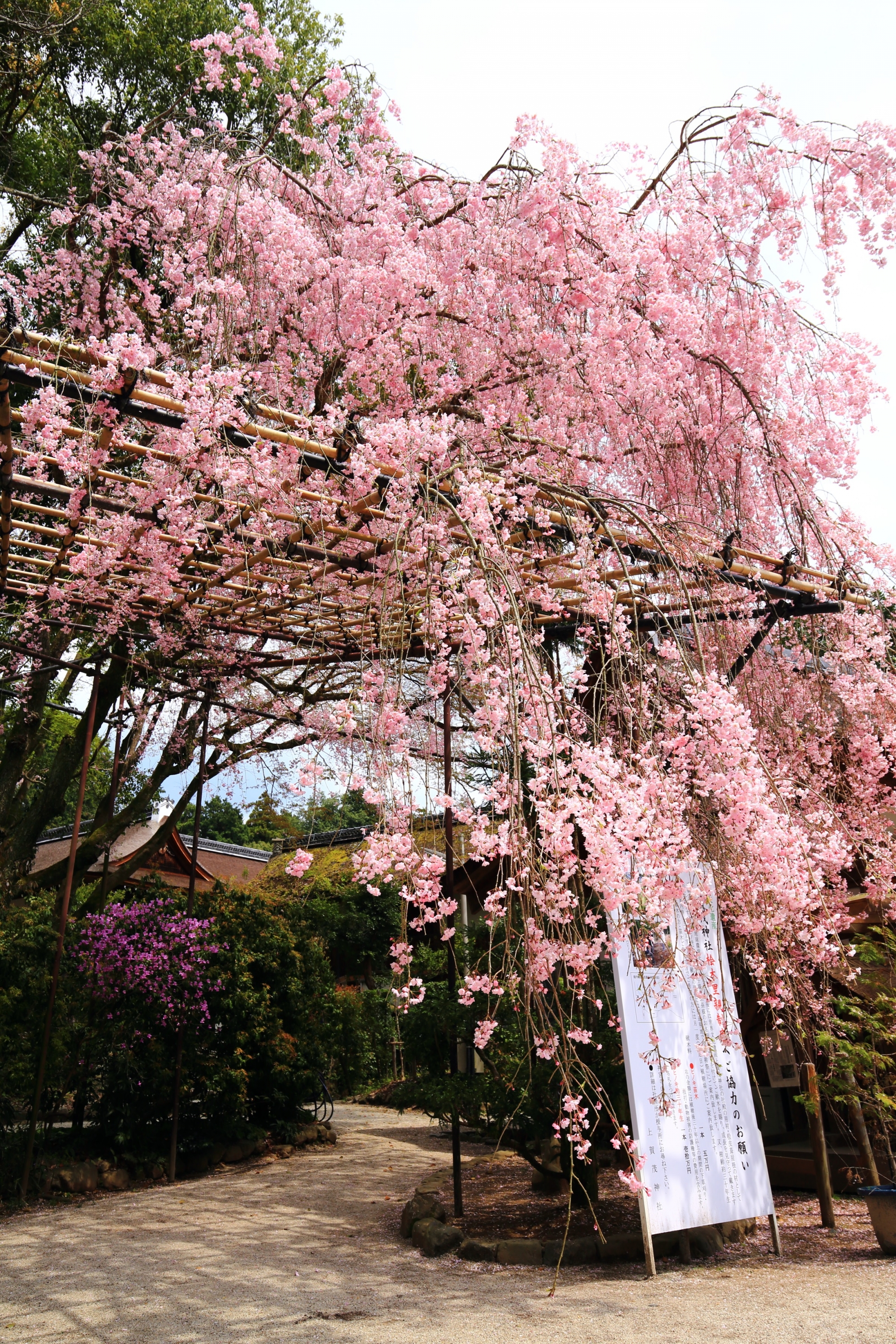 上賀茂神社の淡い春色の見事なしだれ桜