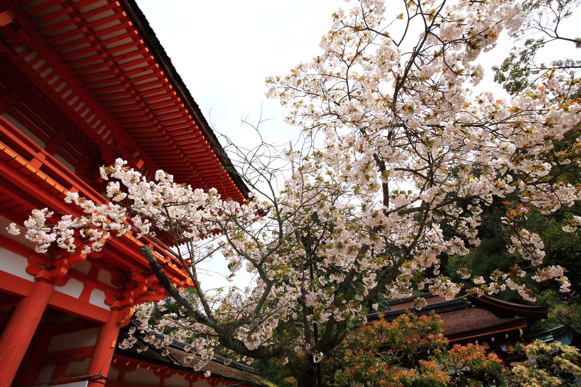 上賀茂神社の境内と楼門を春色に染める賀茂桜